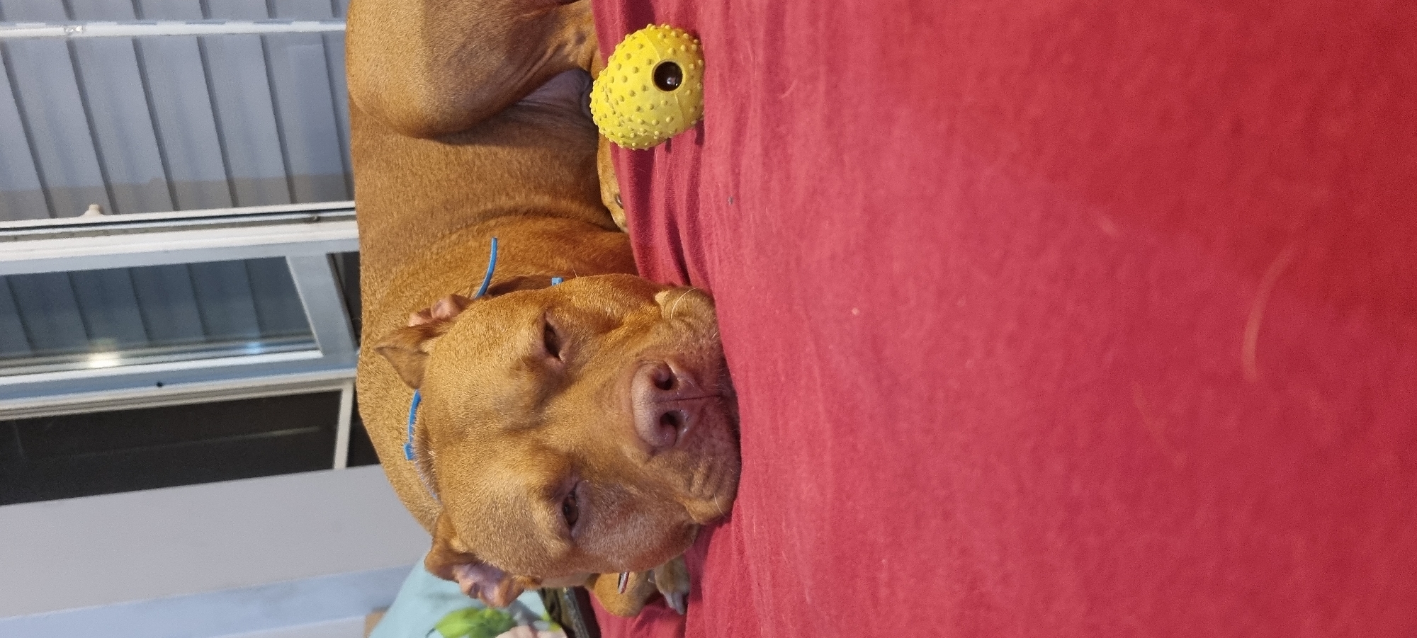 A reddish-brown dog, consistent with a Pitbull-type breed, is lying on a crimson-red, textured fabric surface. The dog's head is in the lower-middle foreground, with its eyes partially closed and its muzzle resting on the surface. A blue strap, indicative of a collar or harness, is visible around its neck and draped over its back. To the right of the dog, on the red surface, is an oblong, bright yellow dog toy featuring a textured, spiky surface and a central black circular opening. The background reveals an indoor setting with a light-colored wall on the left and a window on the right, displaying grey horizontal siding or blinds through the glass. The scene is located in the city of Unknown, Unknown.