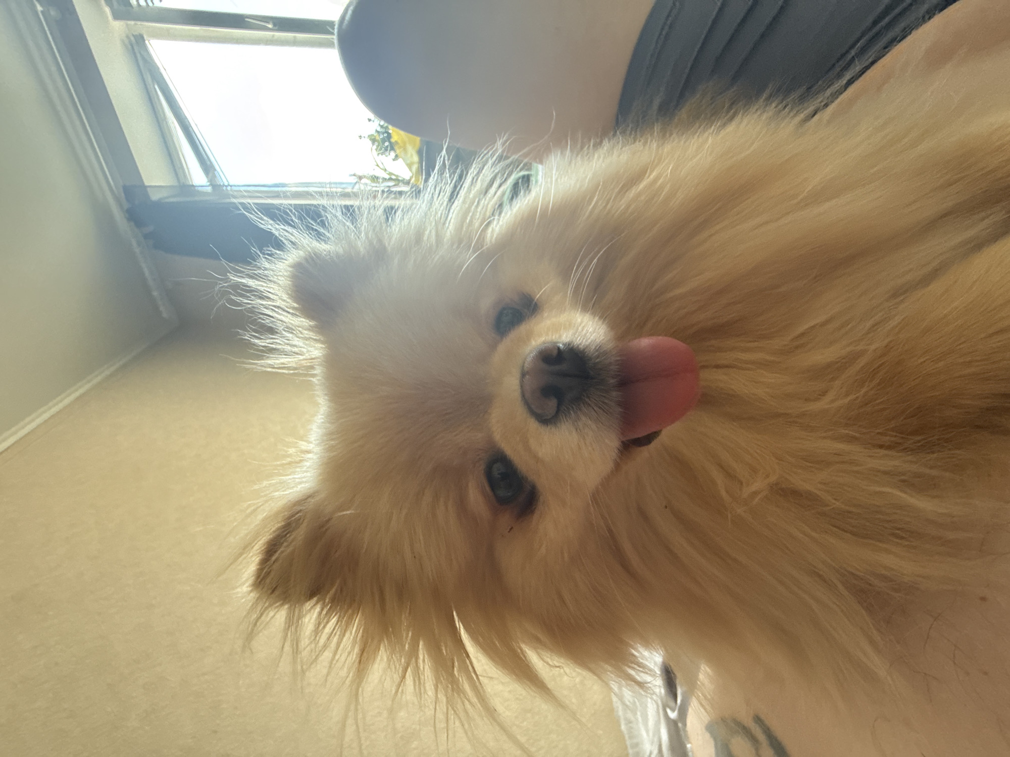 A light brown Pomeranian dog is pictured in a close-up, front-facing shot. The dog has its mouth open and tongue out, suggesting it is panting. The dog is in focus, with its fur appearing fluffy and slightly disheveled, particularly around its head and ears. The background is out of focus, showing a wall with a textured surface in a light yellow-beige color. To the right of the dog, a window with curtains and bright sunlight streaming through is visible, along with a person's shoulder and arm wearing dark clothing. The dog appears to be resting on a person's lap or chest, as the person's skin is visible in the lower portion of the image. The overall scene suggests an indoor setting, possibly a bedroom or living room, bathed in natural light.
