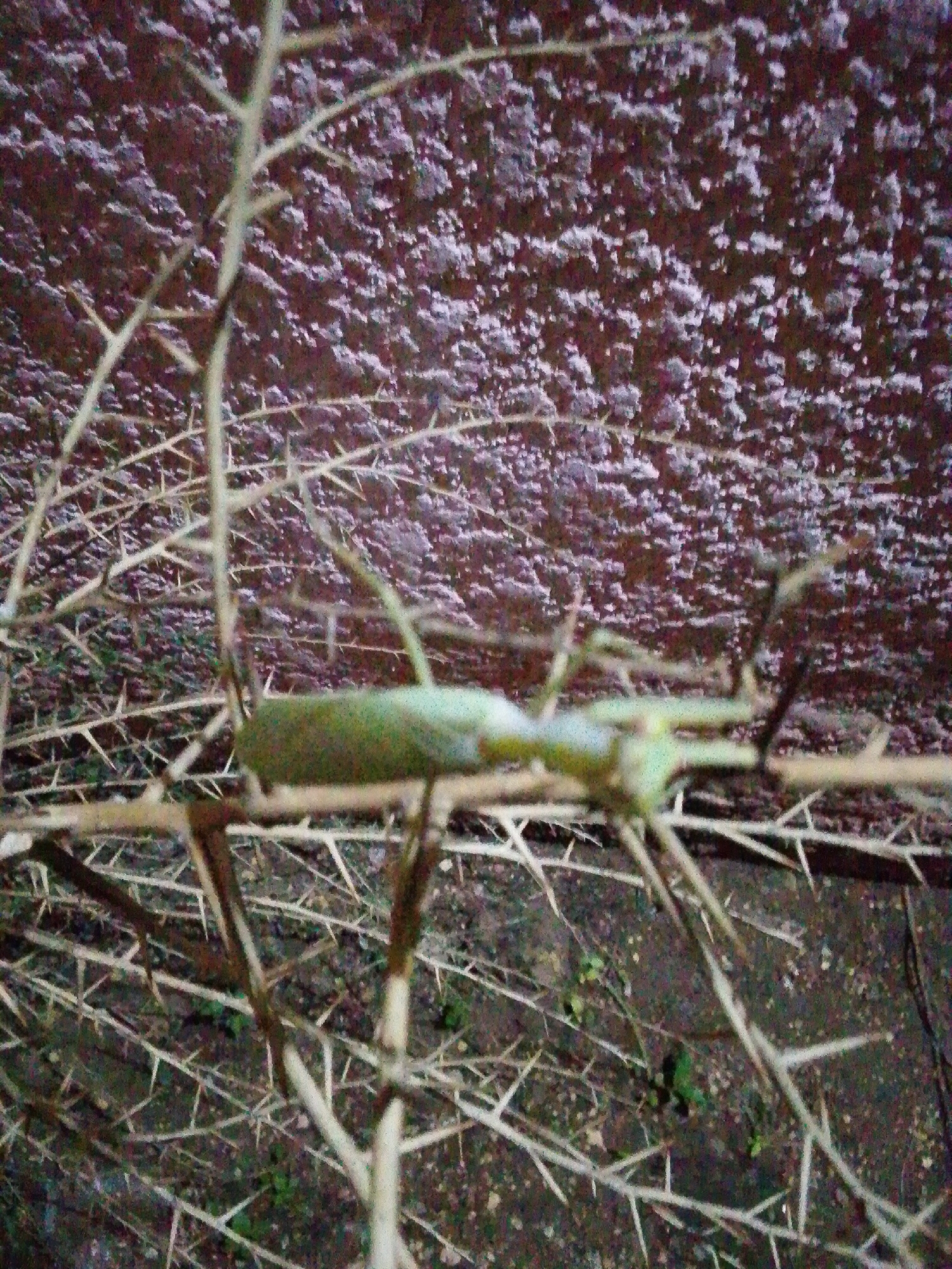 The image depicts a close-up, angled view of thorny branches against a textured, reddish-brown background that appears to be a wall. A single, elongated, green insect is perched horizontally on one of the branches in the foreground. The insect's body is segmented and appears to be a praying mantis. The branches are densely covered in sharp thorns. The environment suggests an outdoor setting, possibly in a garden or natural area within Serti, Nigeria. The lighting is dim, creating a somewhat grainy texture in the image.