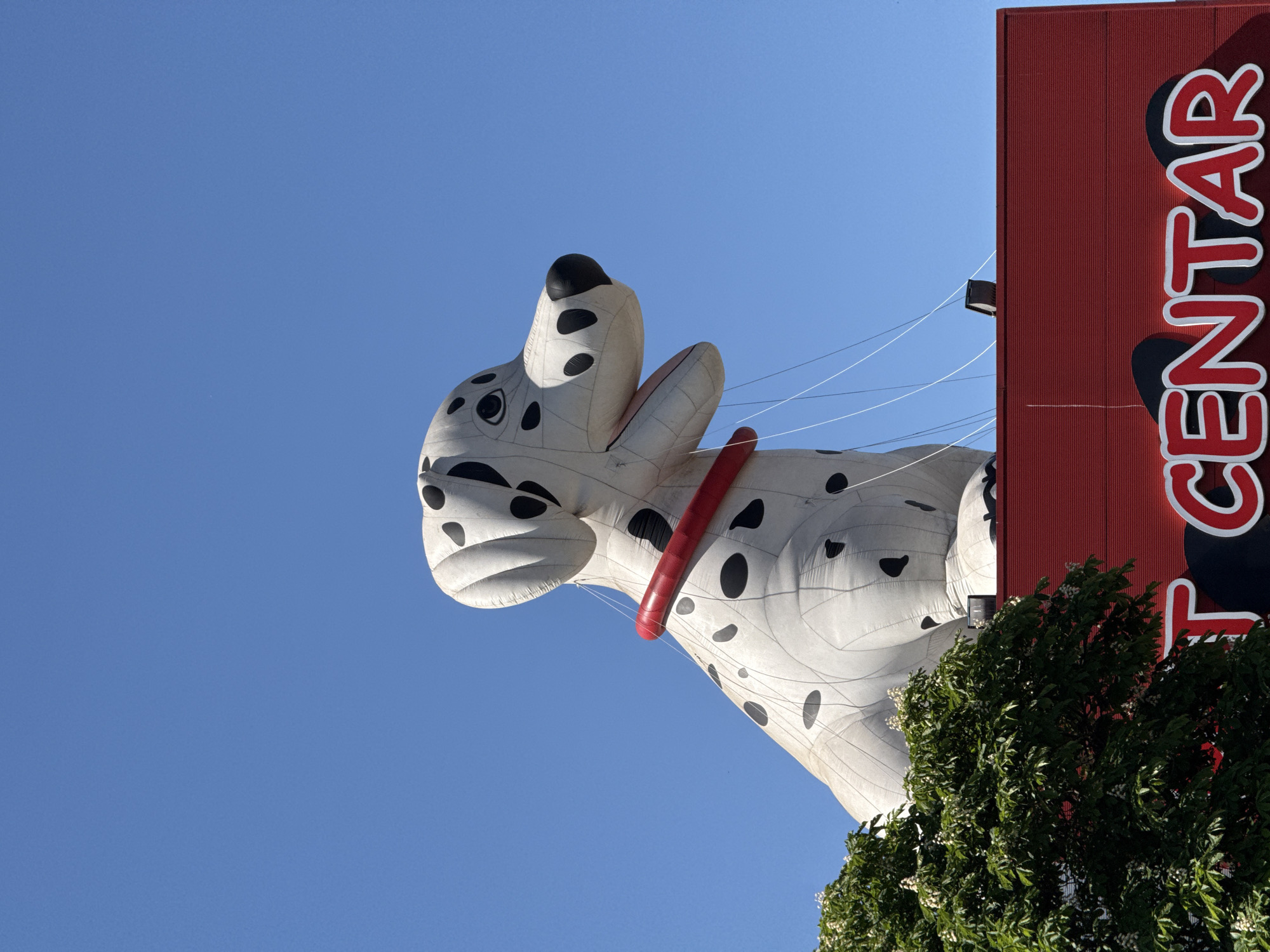The image shows a large, inflatable Dalmatian dog positioned next to a red sign. The sign displays the word "CENTAR" in white letters with red and black outlines. The dog is predominantly white with black spots, a red collar, and is tethered by thin, white lines. The background is a clear blue sky. In the foreground, there is a tree with green foliage partially obscuring the lower portion of the sign and dog. The location is the City of Zagreb, Croatia, as indicated by the word "CENTAR" on the sign, likely marking a business or central location.