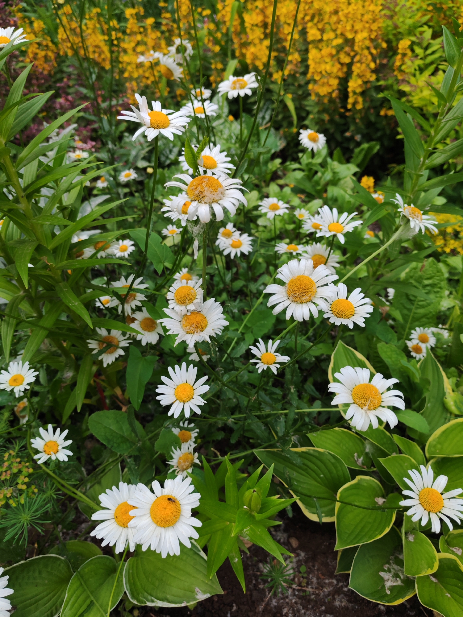 The image is a close-up, eye-level shot of a flowerbed filled with white daisies and yellow flowers, likely in a garden. The daisies are the primary focus, with their white petals and yellow centers clearly visible. Some daisies are in full bloom, while others appear to be wilting or have spent petals. There are also clusters of small yellow flowers in the background, creating a vibrant contrast. The foliage is lush and green, with broad leaves of hosta plants visible in the foreground and to the right. The ground appears to be a mixture of dark soil and some scattered debris. A small insect, possibly a fly, is perched on the center of one of the daisies in the lower right quadrant of the image. The lighting suggests it is daytime, with diffused light. The scene depicts a natural outdoor setting, likely a garden within the city of Сокол, Russia, characterized by abundant flora. No people are present in the image.