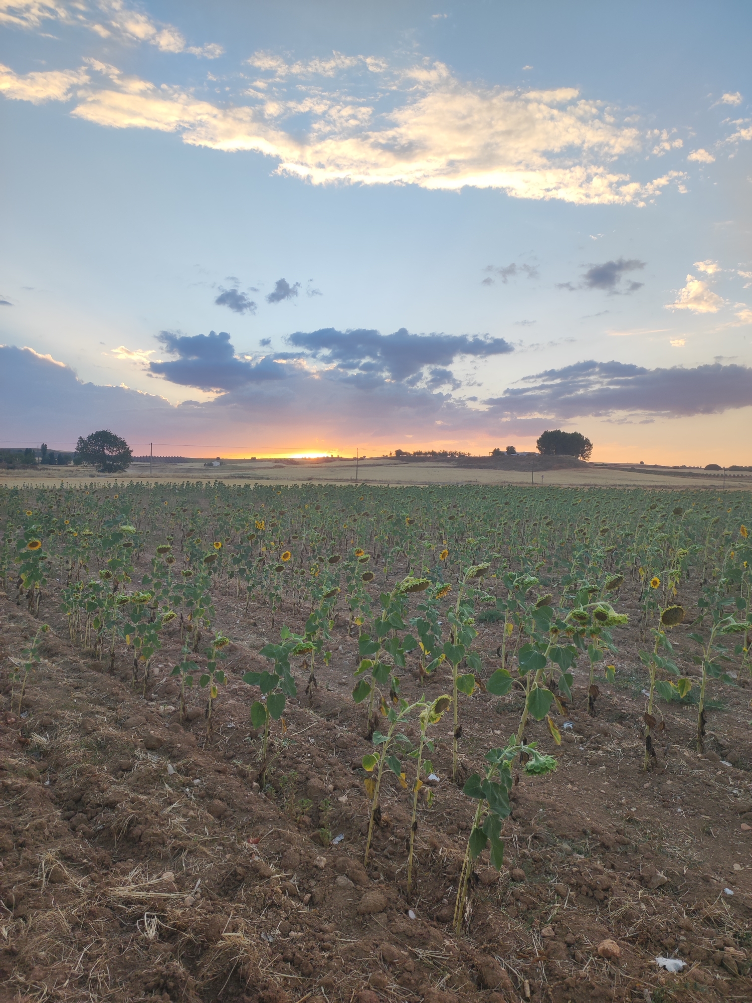 A low-angle, vertical, full shot captures a vast sunflower field in Villarejo de Fuentes, Spain, at sunset. The sky is painted with streaks of orange, yellow, and pink from the setting sun, with scattered gray and white clouds. In the distance, rolling hills are silhouetted against the colorful sky, with a few scattered trees and a small building. The foreground is dominated by rows of sunflowers, many of which are drooping, indicating they may be past their prime. The soil is a rich brown, with some dried stalks and debris visible. The scene conveys a sense of natural beauty and agricultural landscape.