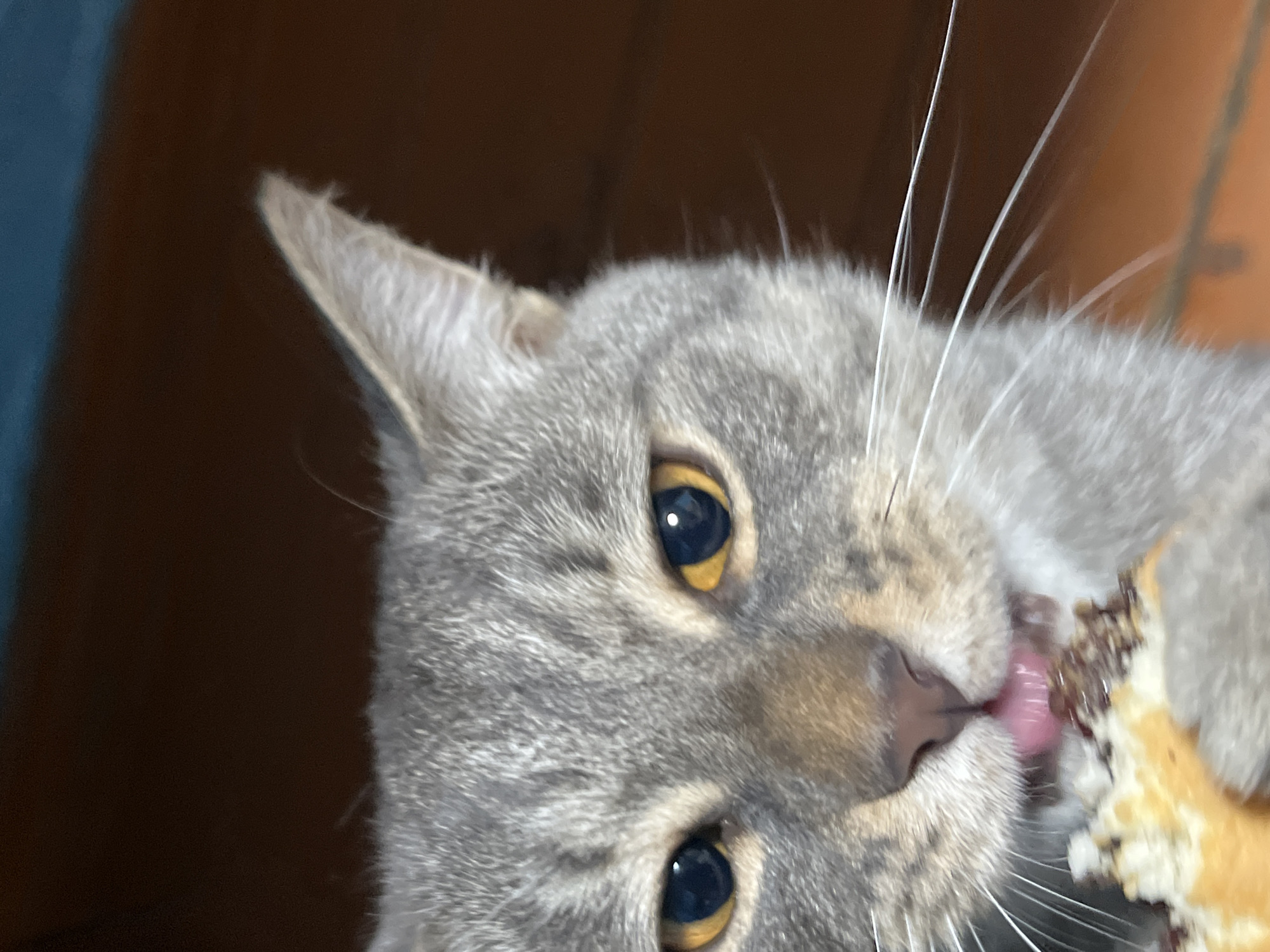 A close-up, horizontal shot focuses on the face of a gray tabby cat that is partially obscured by its own paw as it eats from a pastry. The cat's bright yellow eyes are wide open and looking directly at the viewer. Its pink tongue is visible, licking chocolate frosting from the pastry. The cat's whiskers are long and white, fanning out from its muzzle. The background is a dark, blurred brown and teal color. There is no discernible location in Nizhny Tagil, Russia.