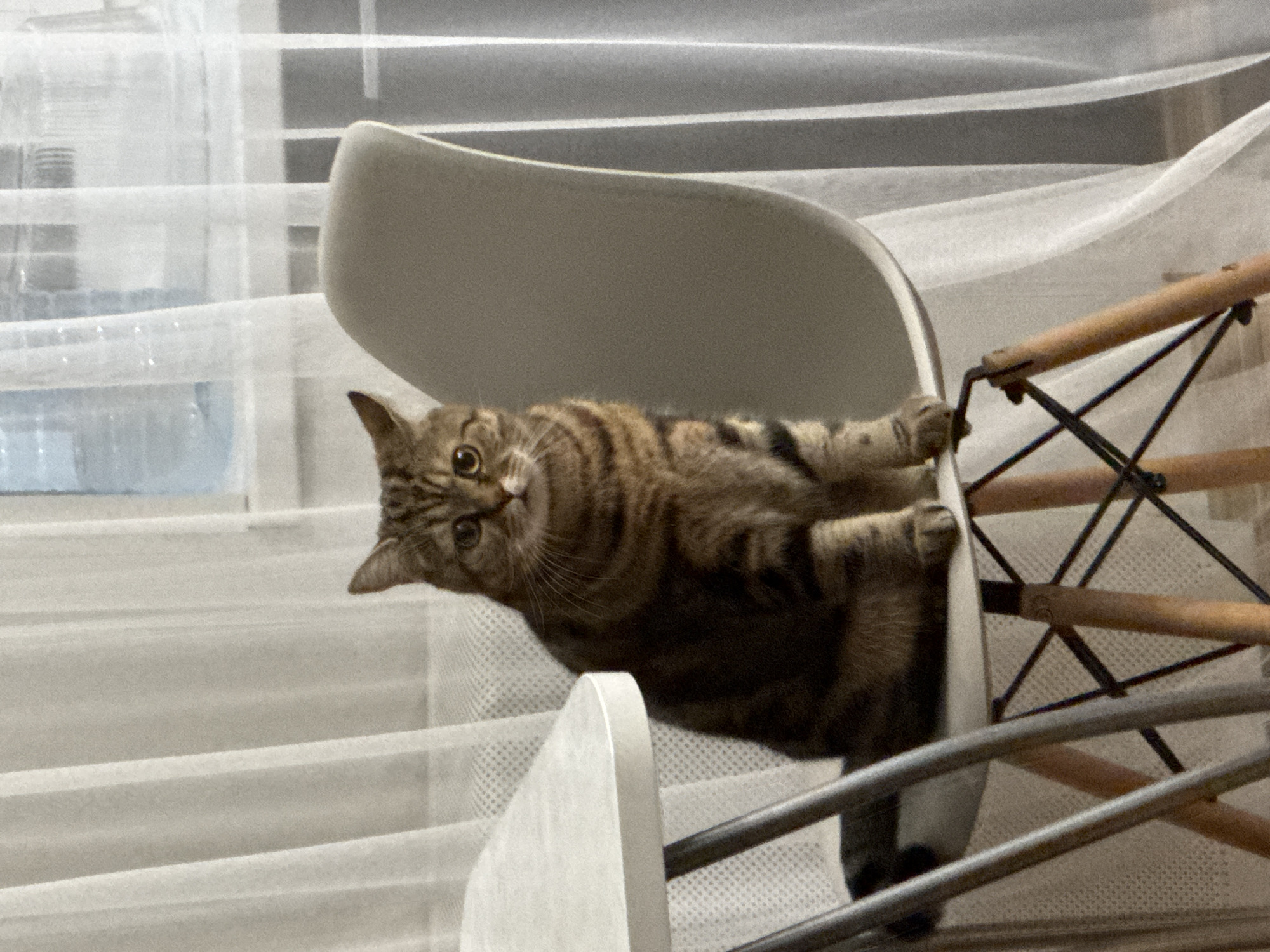 A domestic tabby cat is depicted in a playful or curious pose, hanging upside down from a modern white chair. The cat, characterized by its brown fur with distinct black stripes, is looking directly at the viewer with wide, attentive eyes and slightly dilated pupils. Its front paws are hooked over the top edge of the chair's backrest, suspending its body downwards, while its rear legs are also engaged with the chair, creating an unusual and dynamic posture.
The chair features a light-colored, possibly white or light gray, curved seat and backrest. Its base consists of wooden elements and a black metal cross-frame, visible on the right side of the image. The setting appears to be indoors, with a window in the background covered by sheer white vertical blinds or curtains, allowing diffused daylight to illuminate the scene. The lighting is soft and even, suggesting either an overcast day or an interior space with indirect light during daytime. There is no visible text in the image. The photograph captures a moment of feline agility and inquisitiveness within a domestic environment in Chaikovsky, Russia.