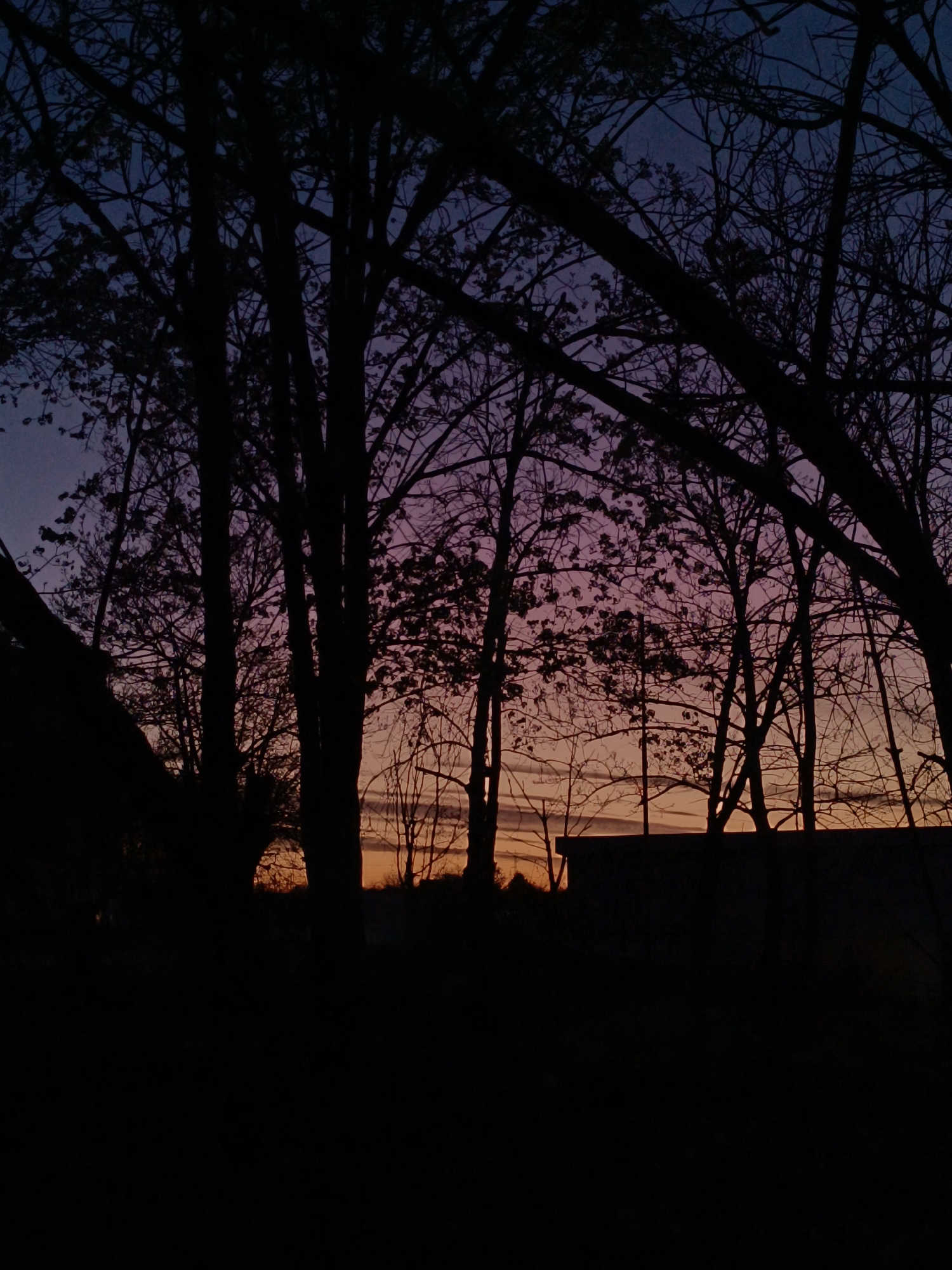 The image shows a silhouetted view of trees and a building against a colorful sunset. The sky transitions from a dark blue/purple at the top to pink and orange near the horizon. The trees are bare, with their branches creating a complex network of lines against the sky. A building is silhouetted in the lower right corner of the image. The foreground is dark, obscuring details. Without further context, it is impossible to definitively ascertain the location as Pleven, Bulgaria.