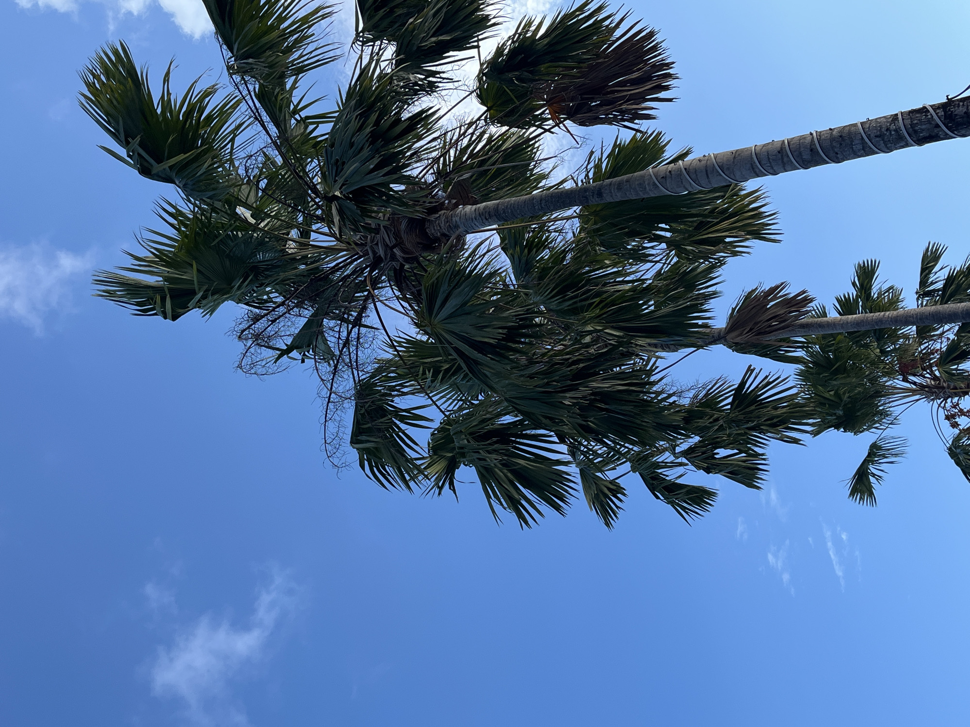 In North Kuta, Indonesia, this image captures a low-angle view of several tall palm trees against a clear blue sky. The palm trees are lush and green, with fronds fanning out towards the sky. The trunks of the trees are visible, and one of them is wrapped with white material. Wispy white clouds are scattered across the sky, and the sunlight suggests it is daytime. The scene is dominated by the natural elements of the palm trees and the sky, creating a serene and tropical atmosphere.