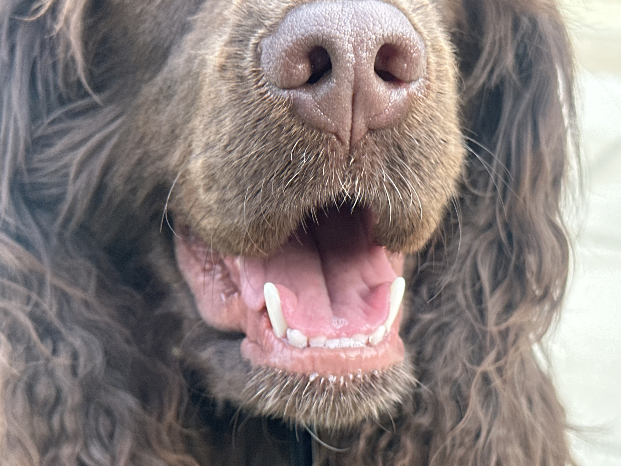 Close-up of a brown dog's face, focusing on the nose and mouth. The dog has curly fur and an open mouth, revealing teeth. The nose is pink and textured. The background is blurry and light-colored. The location is not discernable from the image.