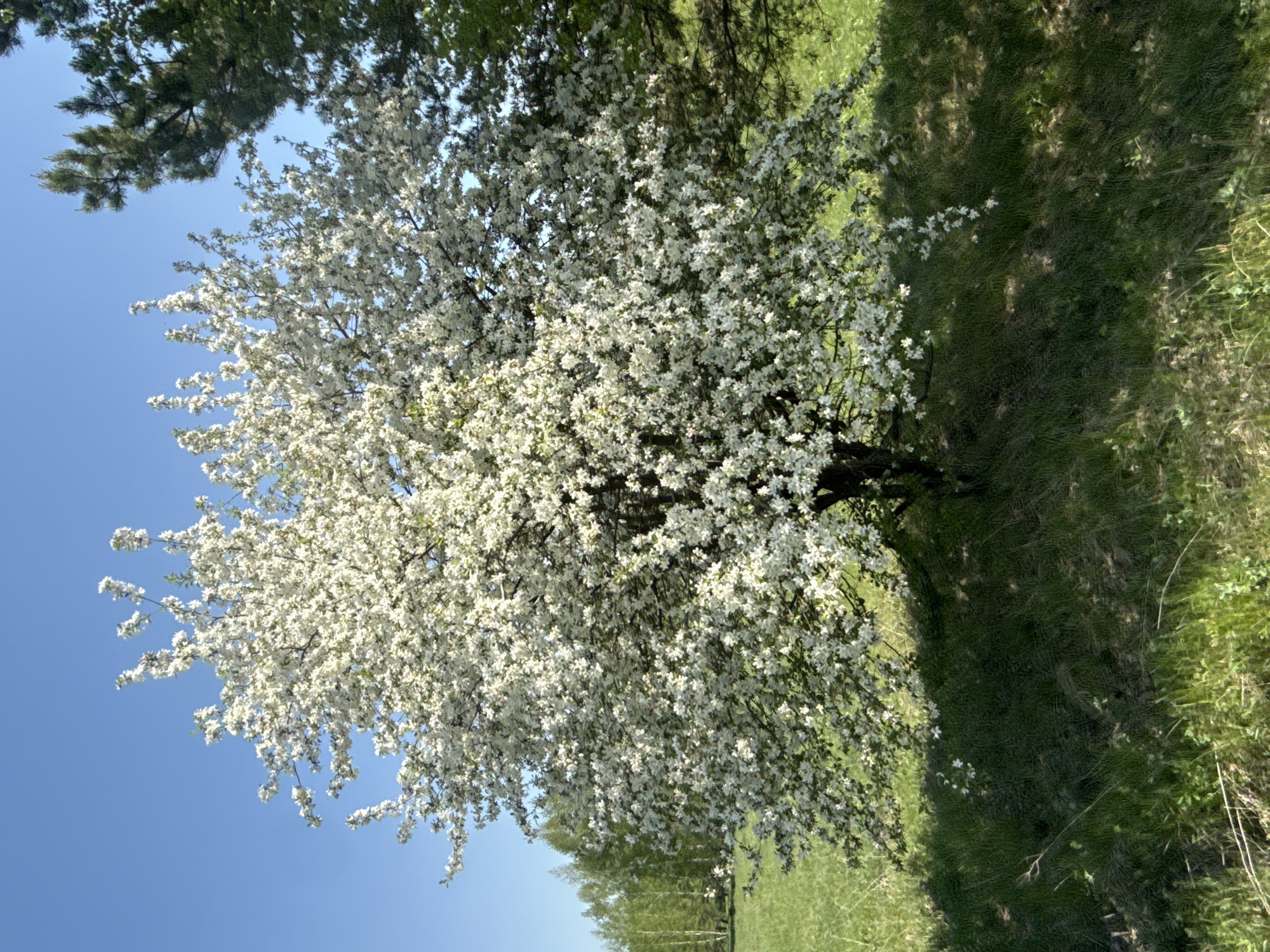 A flowering tree with white blossoms is situated on a grassy field under a clear blue sky. The ground is covered in green grass and some shadow. The tree is full of white flowers. Behind the tree is a slightly out-of-focus background of other trees and a fence. There are no people visible in the image. The location is unknown, as is any indication of being in the city of Leninsk, Russia.