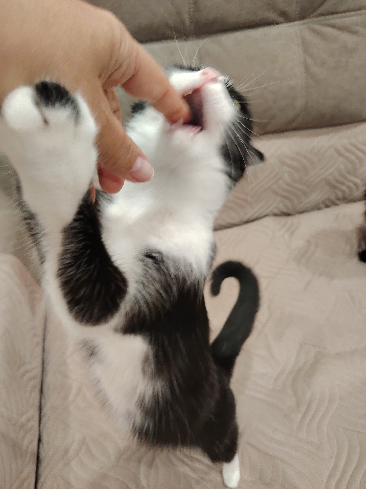A monochrome cat with white paws and black markings stands on its hind legs on a beige patterned surface, possibly a couch or bed. A human hand is placed near the cat's open mouth. The cat is looking upwards, with its mouth open, as if biting or playfully attacking the finger. The location is indoors.