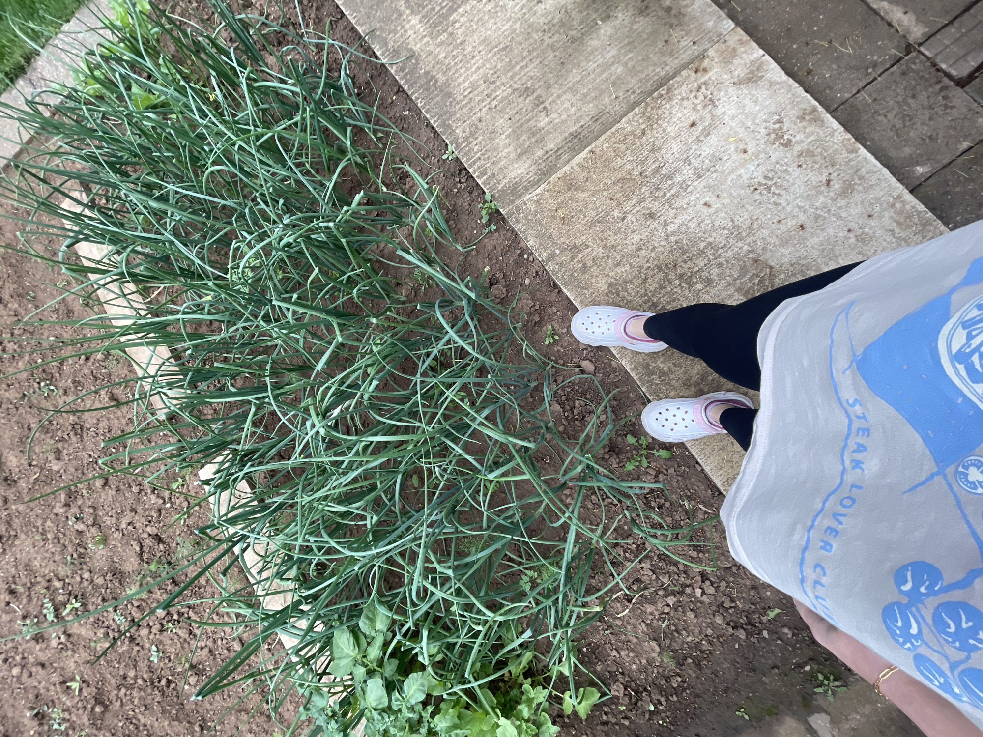 An aerial perspective captures a garden plot in Sofia, Bulgaria. The garden is planted with a dense row of onions with slender green stalks, interspersed with patches of another unidentified green plant. Adjacent to the garden, a paved walkway is visible. A person stands next to the garden, wearing black leggings and white Crocs with pink trim. Their shirt, partially visible, is light colored with a blue and white design and the text "STEAK LOVER CLUB". The soil in the garden appears dark and moist.