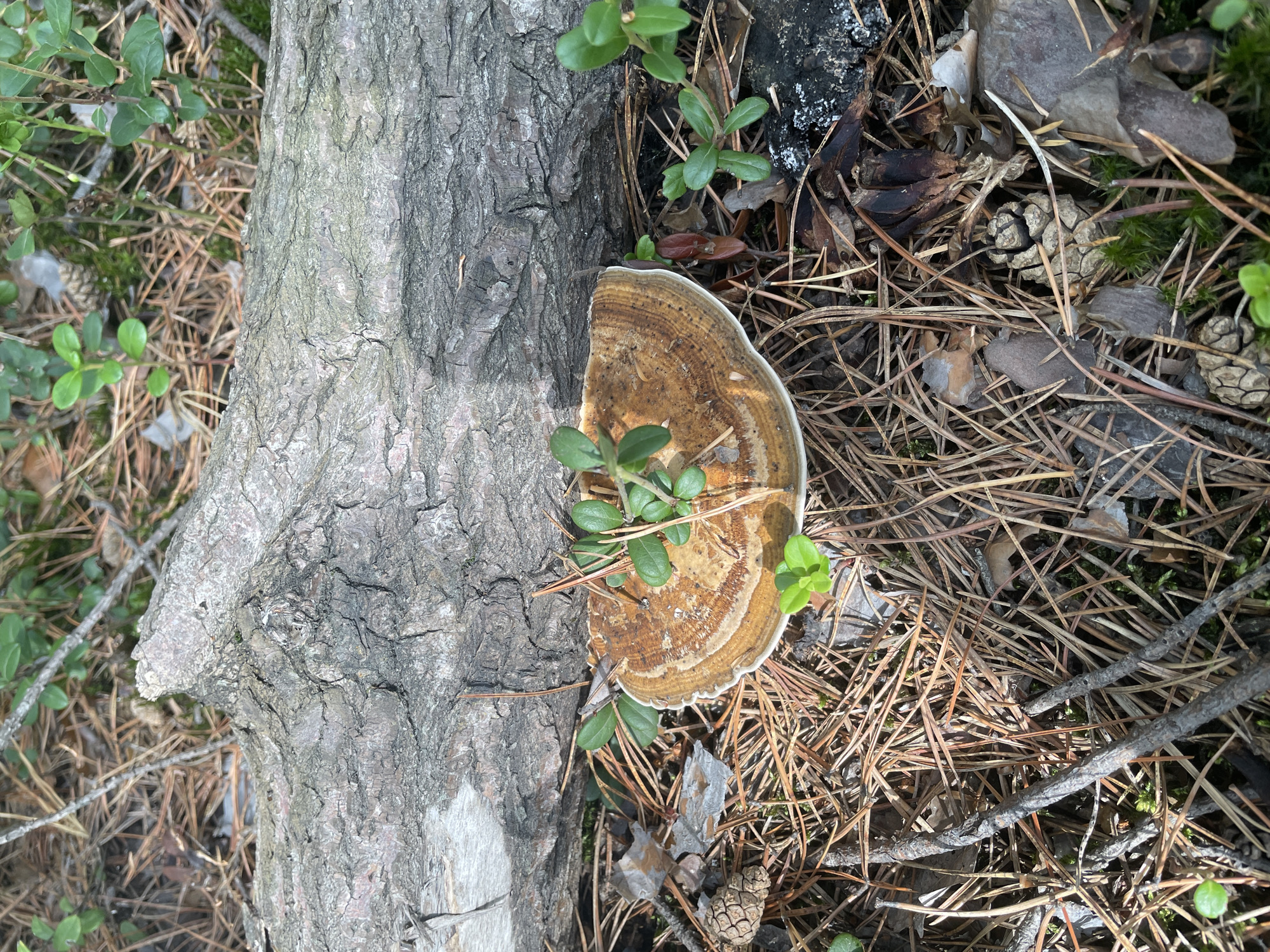 A horseshoe-shaped, flat, bracket fungus with concentric rings of brown and white grows on the bark of a fallen log in a forest. The log lies horizontally across the frame, its rough, grey bark textured with deep fissures. The ground beneath the log is covered with a thick layer of dry pine needles, interspersed with small green plants and a few pine cones. The scene appears to be a natural woodland environment. The location is Barsovo, Russia.