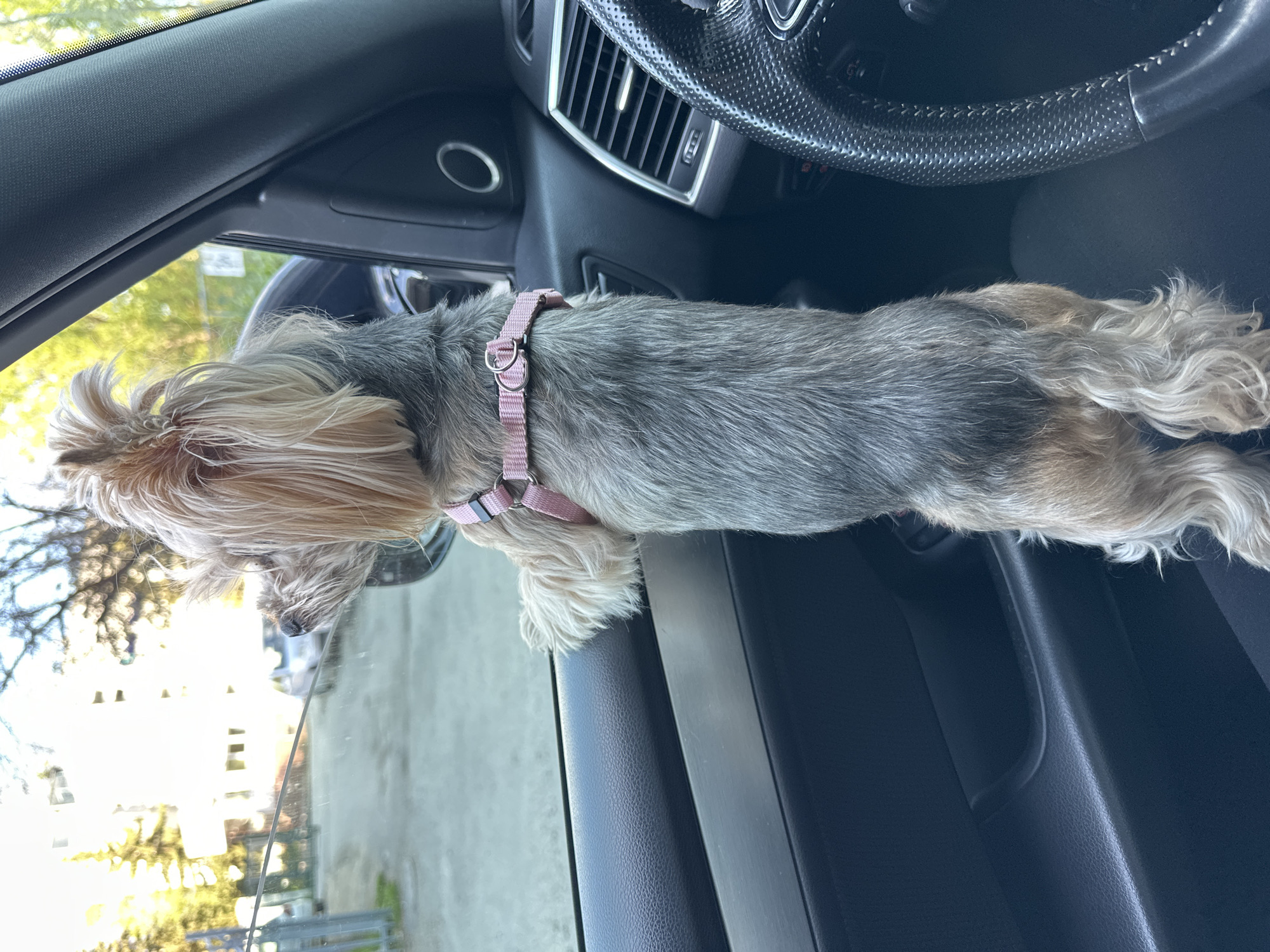 A Yorkshire terrier, wearing a pink harness, is standing with its front paws on the open window of a black car. The dog is looking out the window. The car's interior is visible, including the dashboard and steering wheel. Outside the car, there is a view of a street with buildings and trees in the background. Due to a lack of recognizable landmarks, pinpointing the exact location in Sofia, Bulgaria, is not possible.
