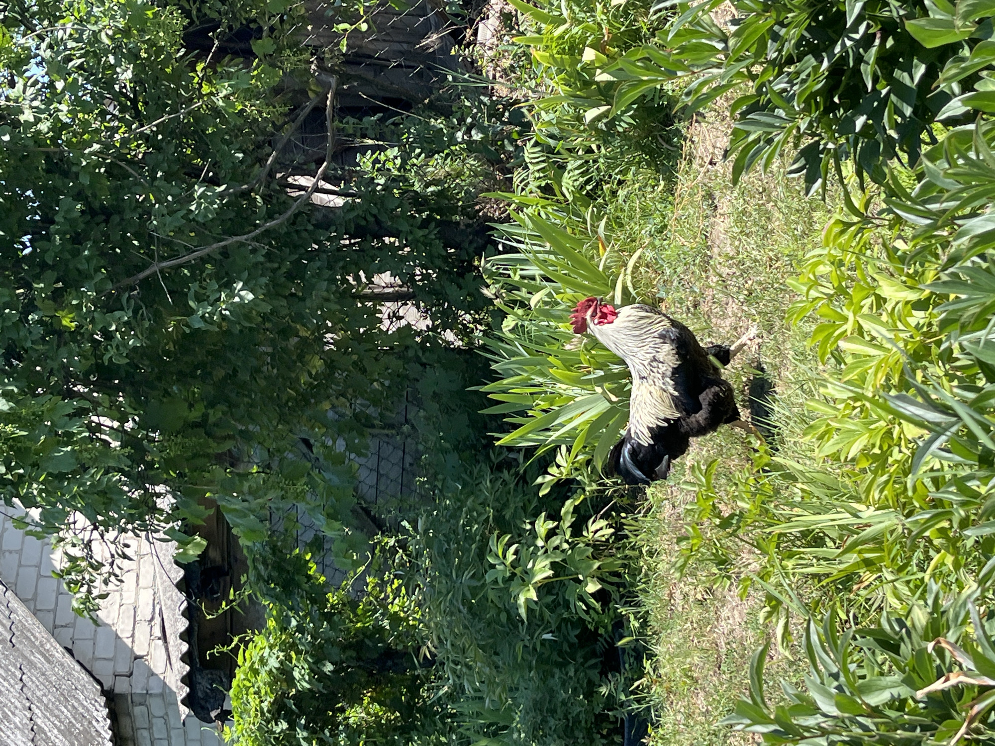 In an outdoor scene in Unknown, Unknown, a black and white rooster with a red comb walks through lush green grass and foliage. Behind the rooster, a rustic building with a grey corrugated roof and white brick walls is visible, partially obscured by dense green trees and bushes. Sunlight streams down, casting shadows and highlighting the vibrant green of the vegetation. The scene suggests a rural or semi-rural setting, possibly a backyard or garden area.