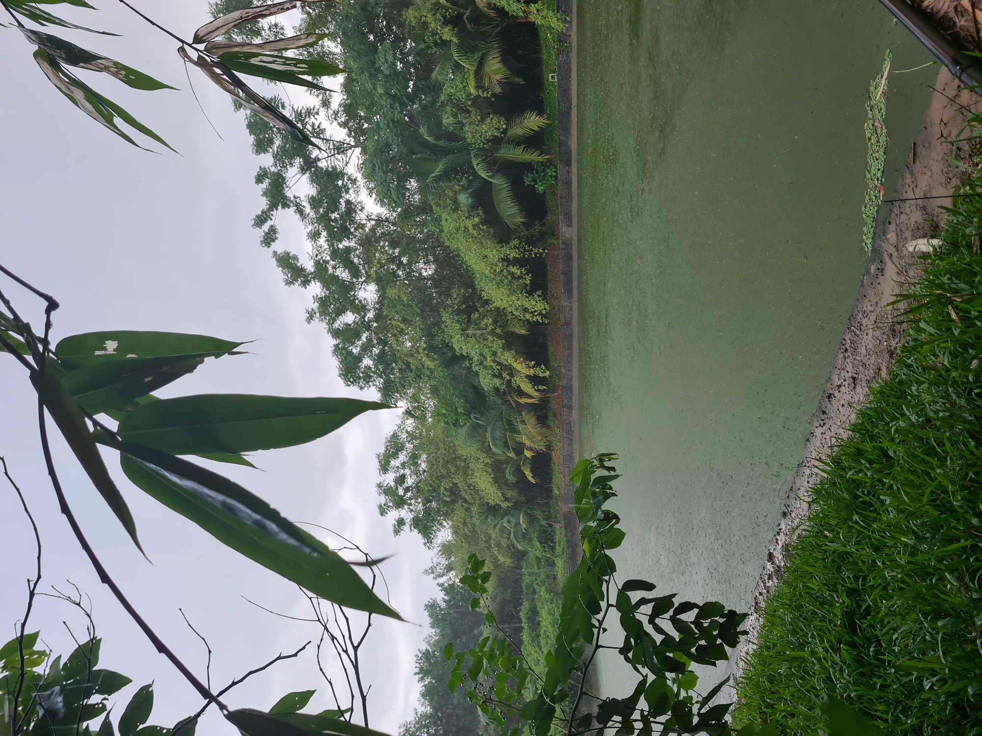 An overcast, rainy day is depicted at a serene lake nestled within the lush greenery of Đà Nẵng, Vietnam. The foreground is dominated by the vibrant green of well-maintained grass lining the bank, giving way to a slightly muddy, textured shoreline. The lake itself is a muted green, its surface dotted with the gentle ripples of falling raindrops, creating a subtle, mesmerizing pattern across the water.
In the mid-ground, a dense wall of diverse vegetation forms a striking backdrop to the lake. A variety of trees, including palm trees with their distinctive fronds, and other leafy trees, create a rich tapestry of greens. Some branches from the foreground foliage hang low, their leaves glistening with raindrops. The overall atmosphere is tranquil and natural, suggesting a peaceful escape within the city.
There are no people or animals visible in the image. The scene is focused entirely on the natural environment, captured on a day of gentle rain.