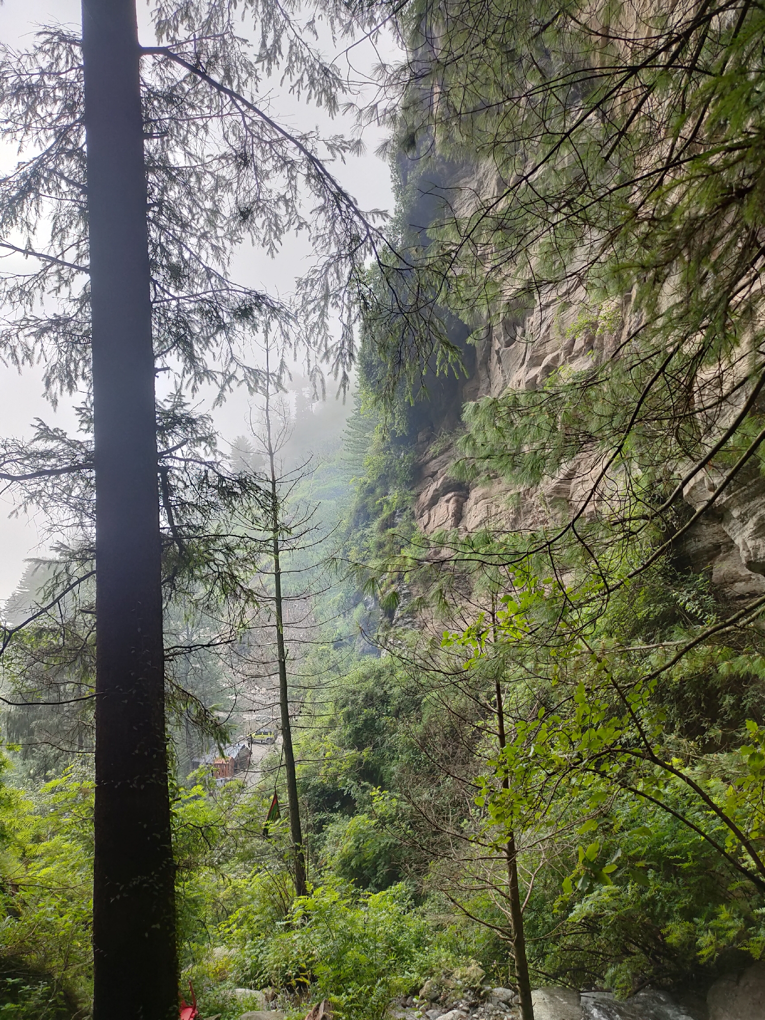The image depicts a natural scene in the vicinity of Jana, India. The foreground is dominated by the dark, vertical trunk of a large conifer tree. Branches of this and other conifer trees, laden with sparse needles, extend across the frame, partially obscuring the view. In the midground, a sheer, light-brown rock face rises steeply, its surface textured and layered, with some greenery clinging to its upper reaches and edges. Dense, verdant foliage, including various trees and undergrowth, covers the slopes leading up to the rock face.
Further back, a winding road is visible, with a small yellow vehicle and a simple building or structure situated along its path. A flag, possibly red and green, hangs from a pole. The background is shrouded in mist, lending a soft, diffused light to the scene and obscuring distant details. The overall environment suggests a mountainous or hilly terrain, characterized by a substantial rock formation, dense forestation, and a road that suggests human presence and access within this natural landscape.