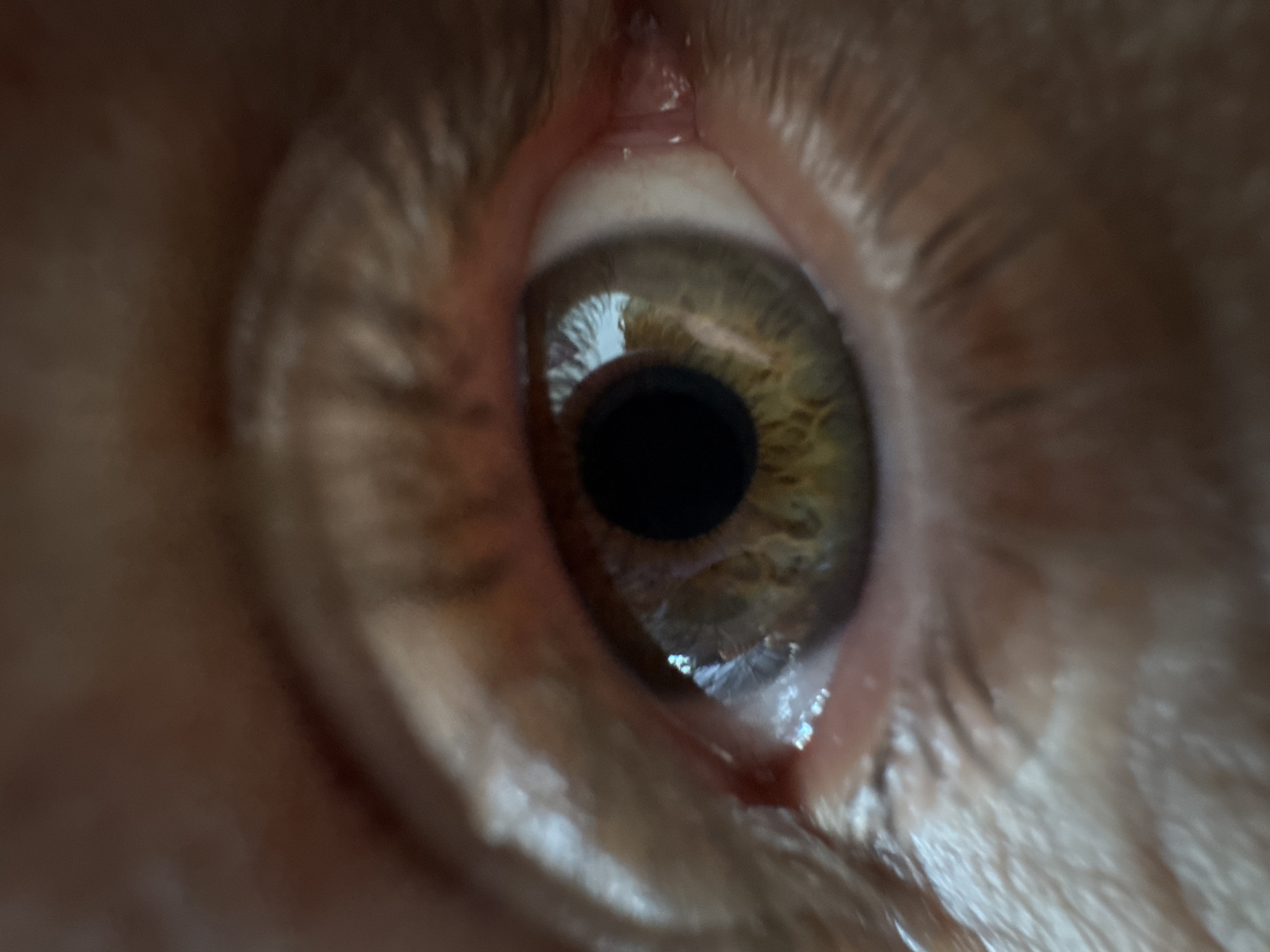 The image shows a close-up of a human eye with hazel or green iris and a black pupil. The eye is surrounded by skin, eyelashes, and a small amount of moisture at the inner and outer corners. The image appears to be taken in a well-lit environment, as evidenced by the reflections in the iris. There is no indication of the city of Ketoshi, Russia in the image.