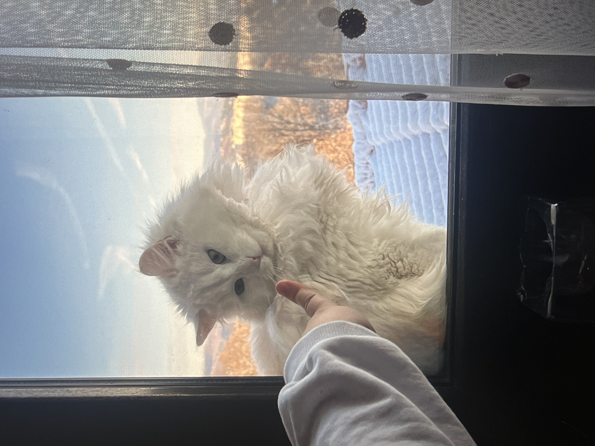 A medium, indoor shot shows a white cat looking through a window.
The cat has long, white fur. It looks down and to the left. A hand touches the cat’s face. The hand is wearing a white, long-sleeve shirt.
The window is in a black frame. The view through the window shows a clear, blue sky on the left and a blurred view of land with snow on the right. The window has a white, dotted curtain over it.