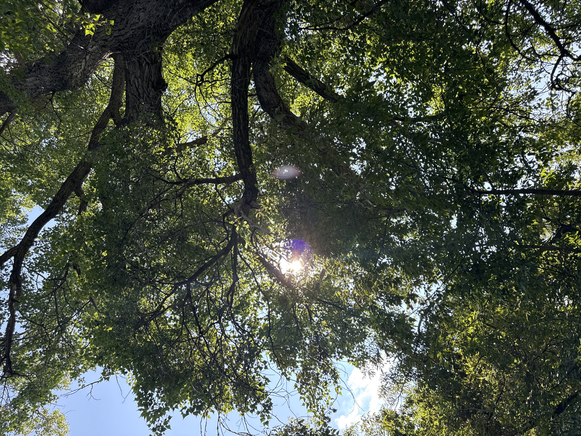 The image shows a low-angle view looking up through the dense green foliage of a large tree. Sunlight filters through the leaves, creating a dappled effect and a lens flare is visible in the upper center. The sky is a clear blue with a few wispy white clouds. The thick, textured bark of the tree trunk is visible on the right side of the frame. The scene suggests a natural outdoor environment, likely a park or wooded area within the city of Ufa, Russia, on a sunny day. No people or specific actions are depicted.