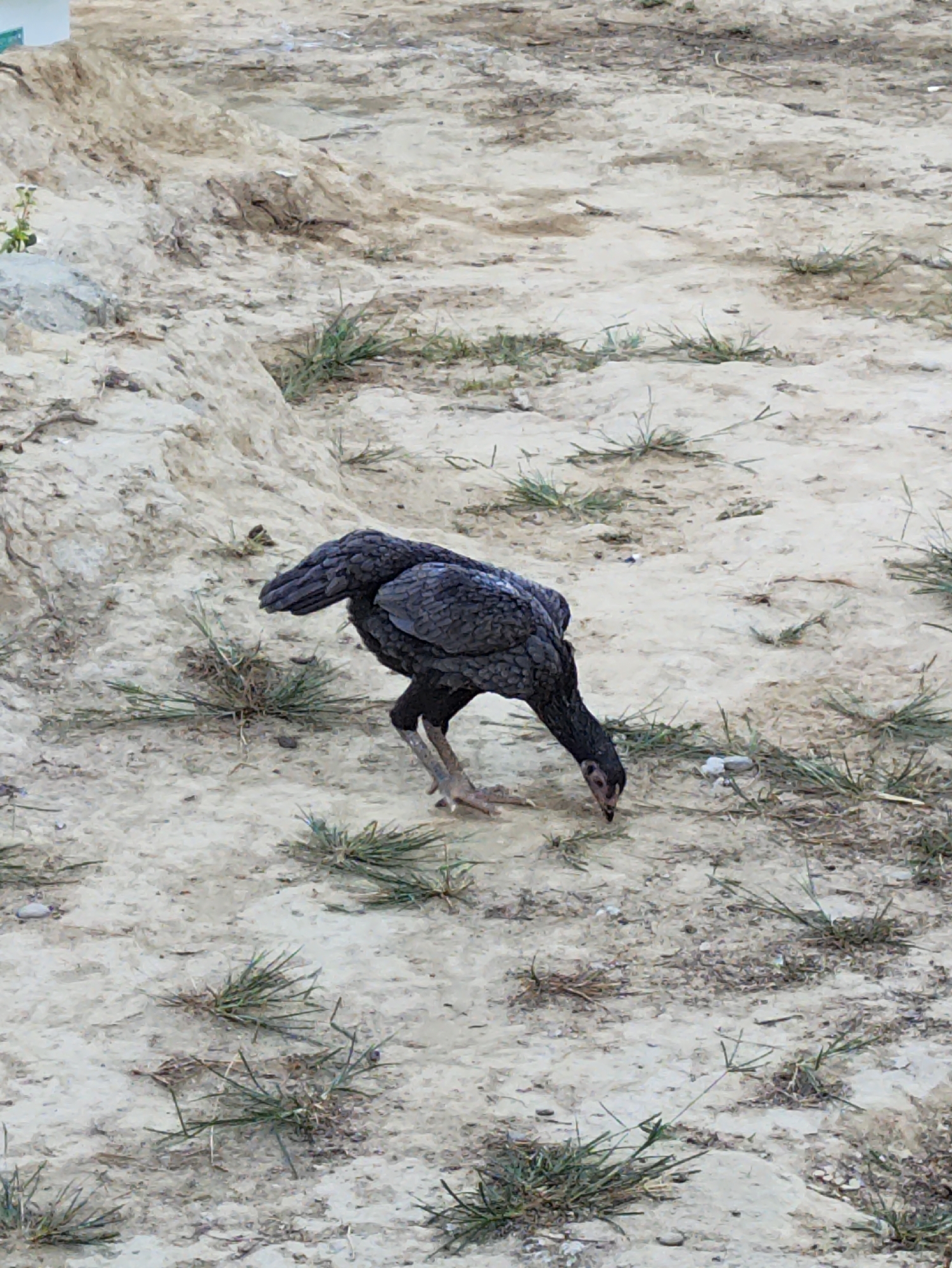 An adult dark-colored chicken is foraging on a dusty, uneven ground with sparse patches of dry grass. The chicken is positioned in the center of the frame, with its head down, pecking at the ground. The background consists of a sandy, light-brown landscape with some slight inclines and shadows. The scene appears to be an outdoor, undeveloped area.