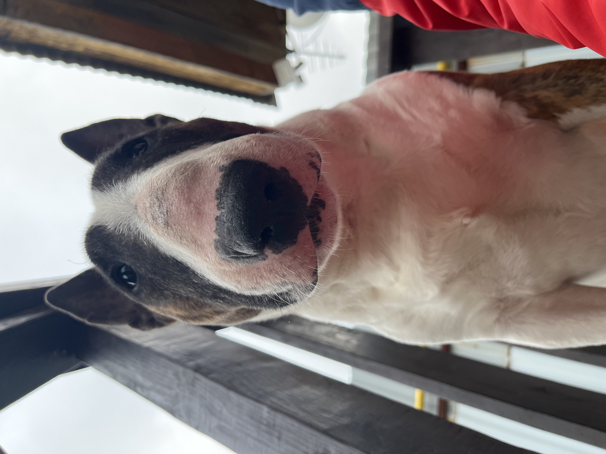 This vertical image captures a close-up, low-angle perspective of a Bull Terrier dog, looking directly upwards at the camera. The dog's distinctive, egg-shaped head dominates the left side of the frame, featuring its prominent black nose, dark eyes, and one upright ear. Its fur is predominantly white, with noticeable brindle (dark brown and white) markings on its head and extending along its visible body to the right. The dog has a curious and engaged expression, with its head slightly tilted.
The dog appears to be positioned behind or beneath a dark wooden railing or structure, elements of which are visible along the bottom and top edges of the image. This viewpoint suggests the dog is on a lower level, possibly looking up from below a deck or balcony in Chaikovsky, Russia. The background is a bright, uniform white, consistent with an overcast sky or a brightly illuminated interior. In the upper right corner, parts of a person's clothing are visible, including a vibrant red sleeve and a hint of blue fabric, suggesting human interaction with the dog. The image captures a candid moment of a pet. There is no visible text.