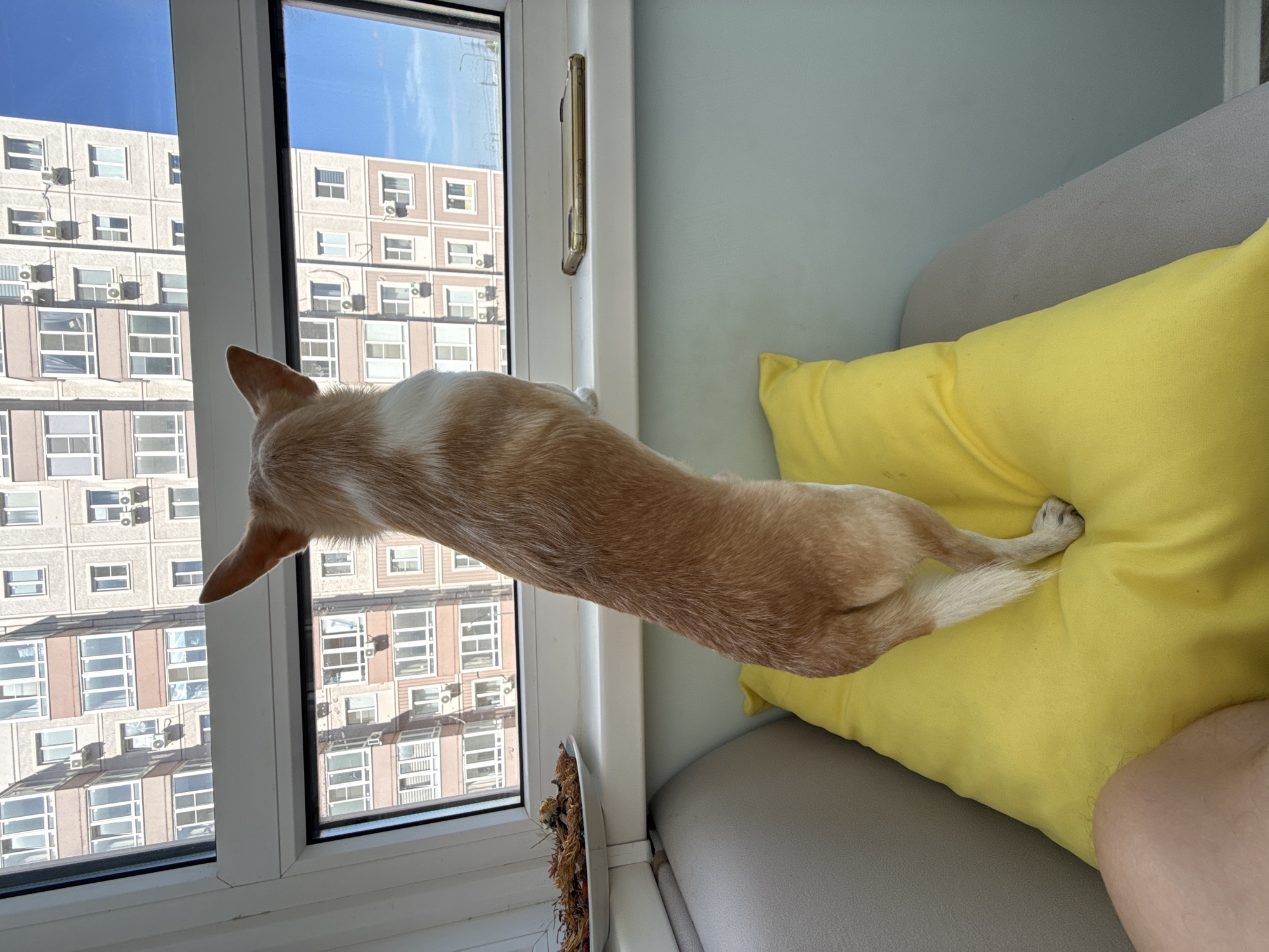 A medium-sized, short-haired, tan and white dog is standing on its hind legs, stretched up and peering out of a white-framed window in what appears to be an apartment. The dog's head and upper body are angled towards the window. The apartment building across the street is visible through the window.
The dog's hind legs rest on a bright yellow pillow. A section of a light grey sofa is visible behind the pillow. A person's leg is partially visible in the lower right corner of the image.
Based on the architecture visible through the window, this image was likely taken in a densely populated urban area similar to Rostov-on-Don, Russia. However, without definitive landmarks or additional information, a precise location is not possible to determine.