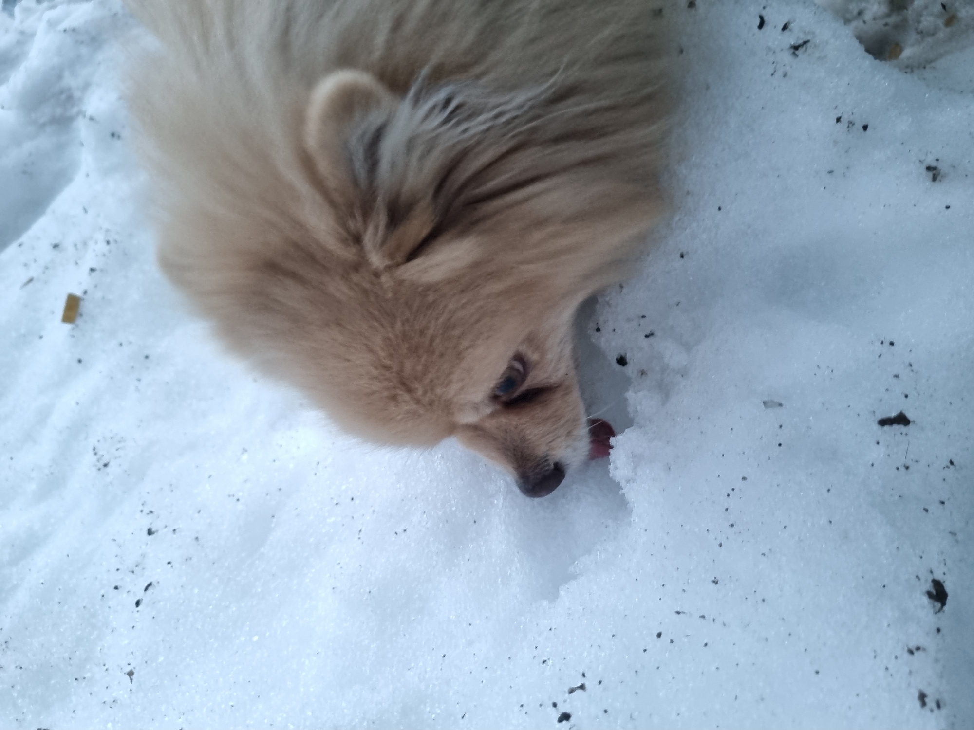 A Pomeranian dog with tan fur is in a snowy environment. The dog appears to be licking the snow. The image was taken in Chaikovsky, Russia.