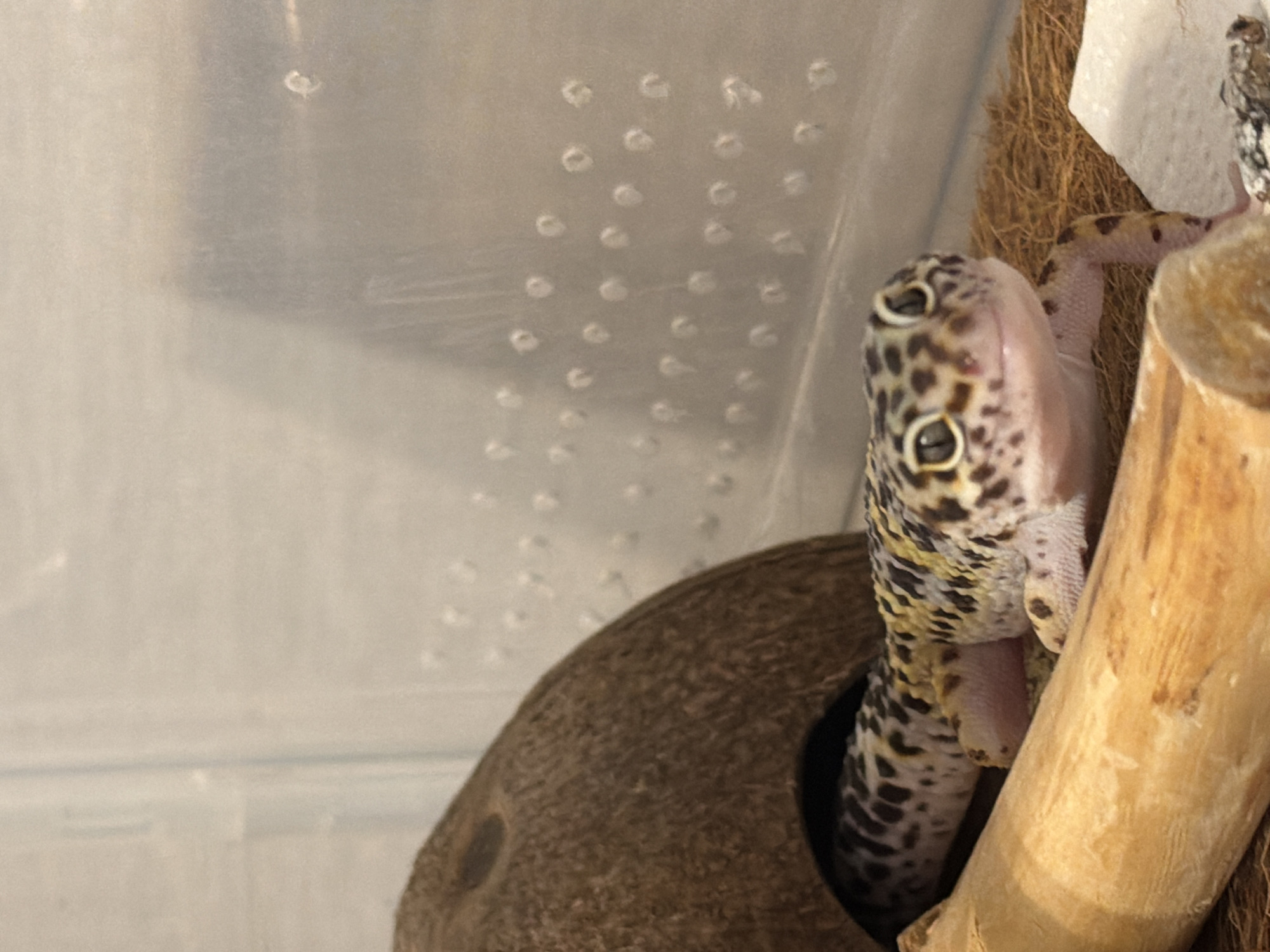 A close-up shows a leopard gecko emerging from a hollow coconut shell. The gecko is primarily white with black spots on its head. It is clinging to a light brown wooden branch. The background includes a semi-transparent plastic container with ventilation holes.