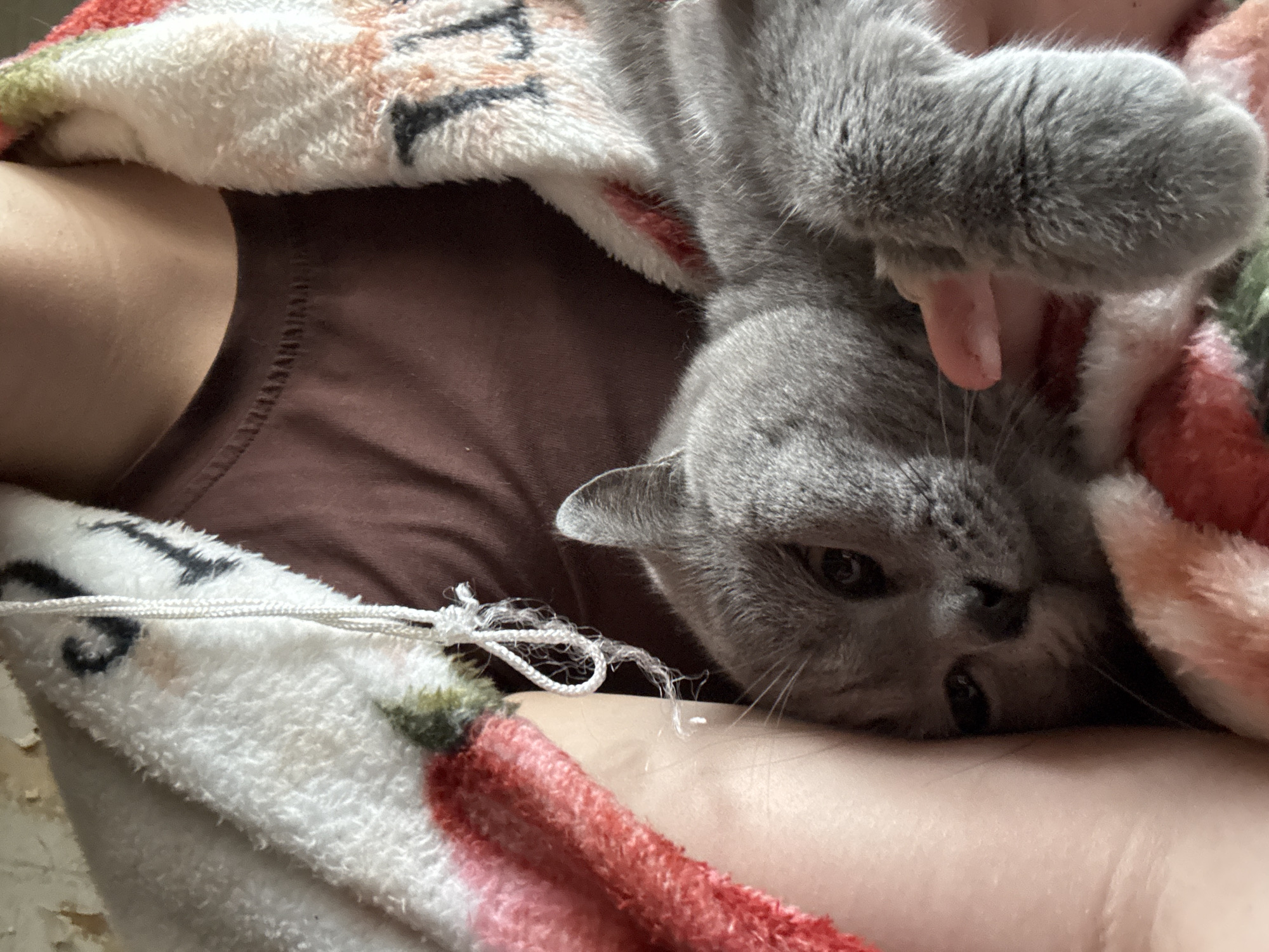 A gray cat lies partially under a white and pink blanket with a red and green pepper pattern. The cat's face is visible, with its head resting on what appears to be a person's arm. A hand is seen near the cat's paw, seemingly interacting with the animal. The person is wearing a brown tank top. The image does not contain enough information to determine the location or city of Фоки, Russia.