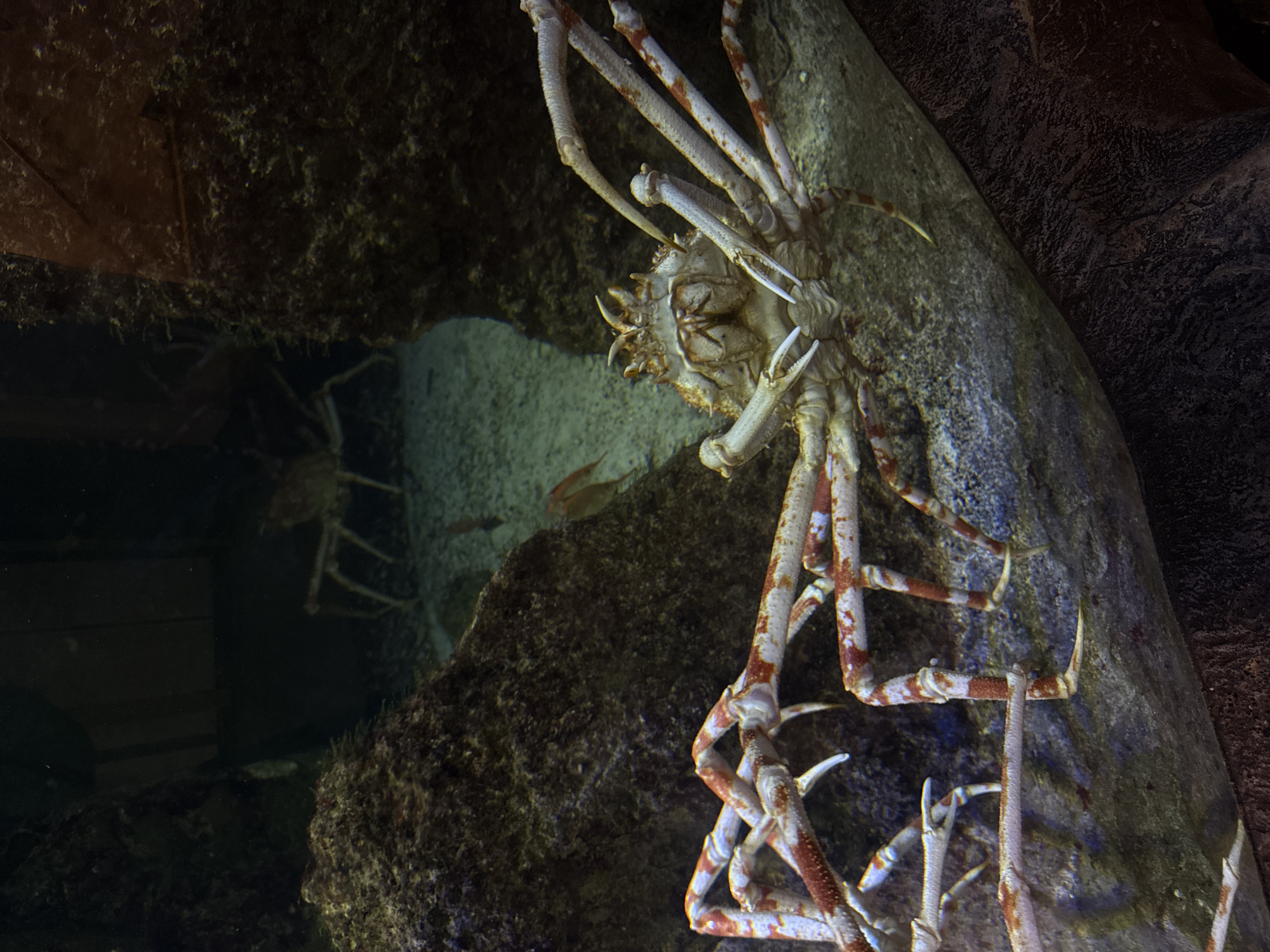 The image depicts a Japanese spider crab within an aquarium environment, likely at the Haus des Meeres in Vienna, Austria, a marine-themed zoo and aquarium located in a former flak tower. The crab is positioned near a rock formation, with its lengthy, jointed legs extended. The crab's carapace is visible, exhibiting a rough texture. A second, partially obscured crab is visible within a darker area, possibly within a cave or recess in the artificial environment. Small fish are also present in the scene. The lighting is subdued, contributing to the overall underwater atmosphere.