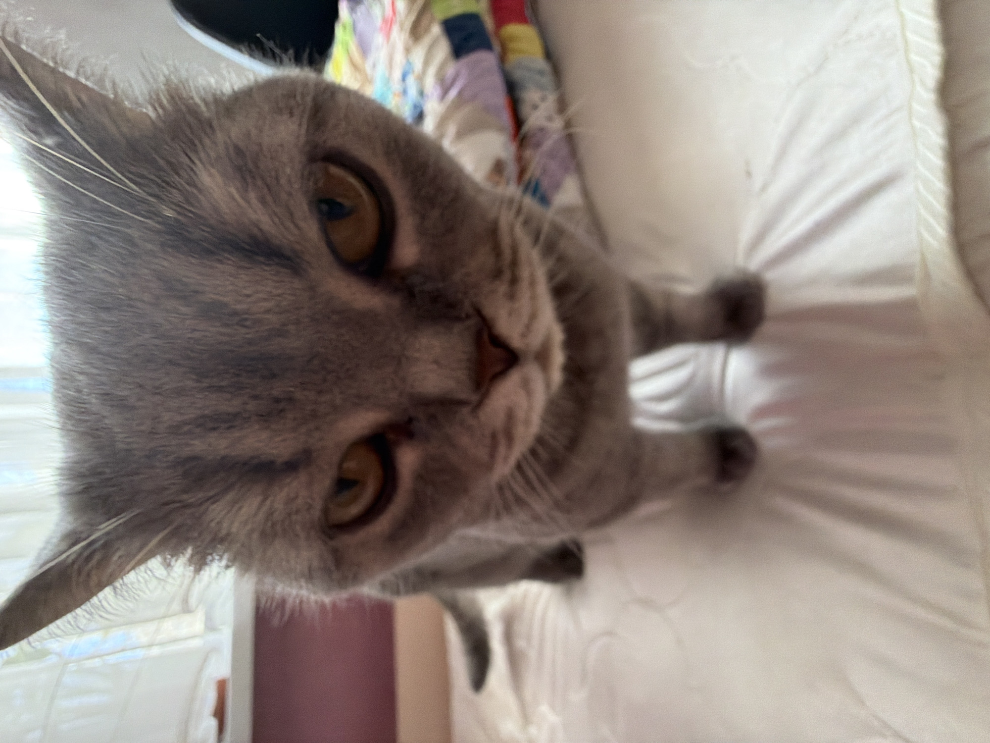 The image shows a close-up, angled view of a gray tabby cat with amber eyes looking directly at the camera. The cat is positioned on a white, possibly textured, surface that appears to be bedding. A colorful patchwork quilt is visible in the background, along with what seems to be a window frame. The environment suggests an indoor setting, possibly a bedroom. There are no people visible. The angle of the photo implies the camera is positioned above the cat.
The city of Perm, Russia, is not discernible in the image.