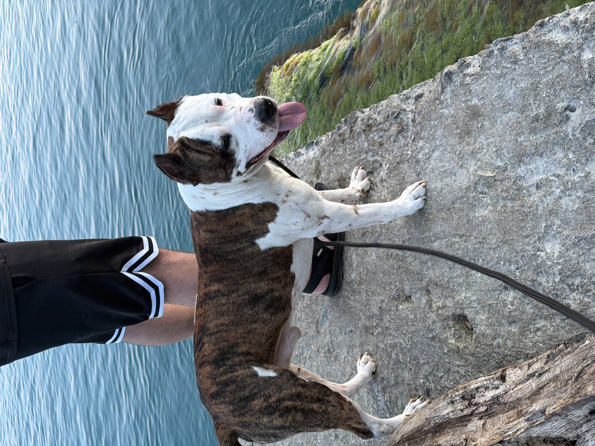 A brindle and white dog stands on a concrete surface near the water. The dog is on a leash, which is held by an unseen person wearing black shorts with white trim. The water is calm and blue, with a moss-covered rock formation on the right. The overall scene suggests an outdoor environment, possibly a waterfront area in Dederkoy, Russia.