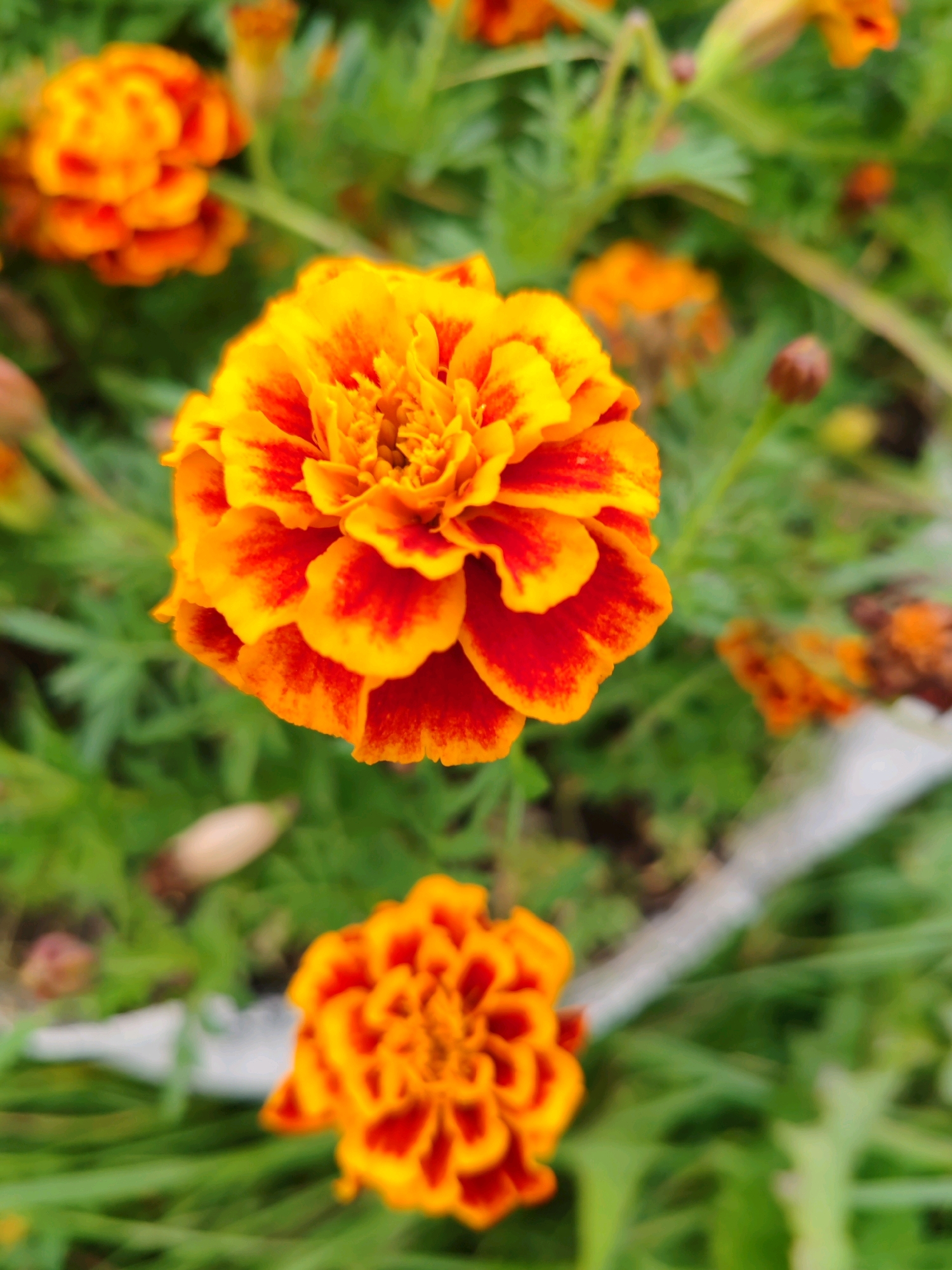The image is a close-up, high-angle shot of marigolds with orange and red petals, set against a blurred green background of foliage. The main subject is a large, fully bloomed marigold in the center of the frame, with a smaller marigold visible in the bottom foreground. The lighting is natural and diffused, creating soft shadows. The overall scene is serene and natural, suggesting an outdoor setting. There is no indication of any urban environment or specific city location like Чухлэм, Russia.