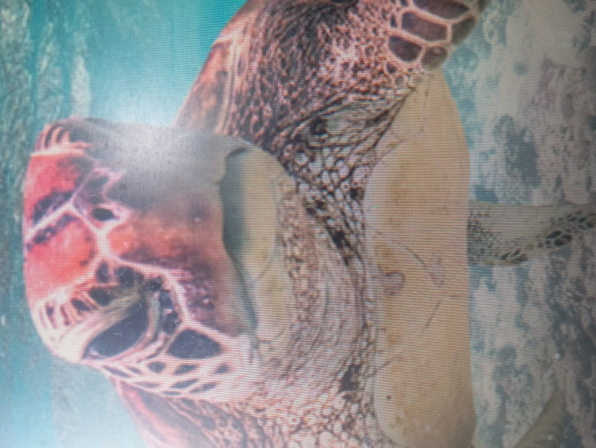 The image shows a close-up of a turtle's head and upper body underwater. The turtle's head is positioned to the left of the frame, with the mottled red and brown patterns visible on its head. The turtle's shell is to the right, exhibiting textured, brown patterning. The surrounding water is a light blue, suggesting a clear, shallow environment. There is no information available in the image about Karaganda, Kazakhstan.