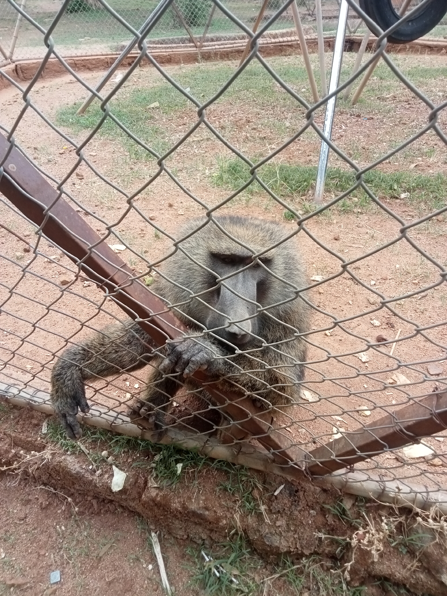 A baboon is positioned behind a chain-link fence in an enclosure. The location is possibly a zoo or wildlife park in Jos, Nigeria. The baboon has grey fur and a dark face, with its hand grasping the fence. The environment consists of red soil with sparse patches of green grass, and a tire hanging in the background. A metal bar supports the fence structure.