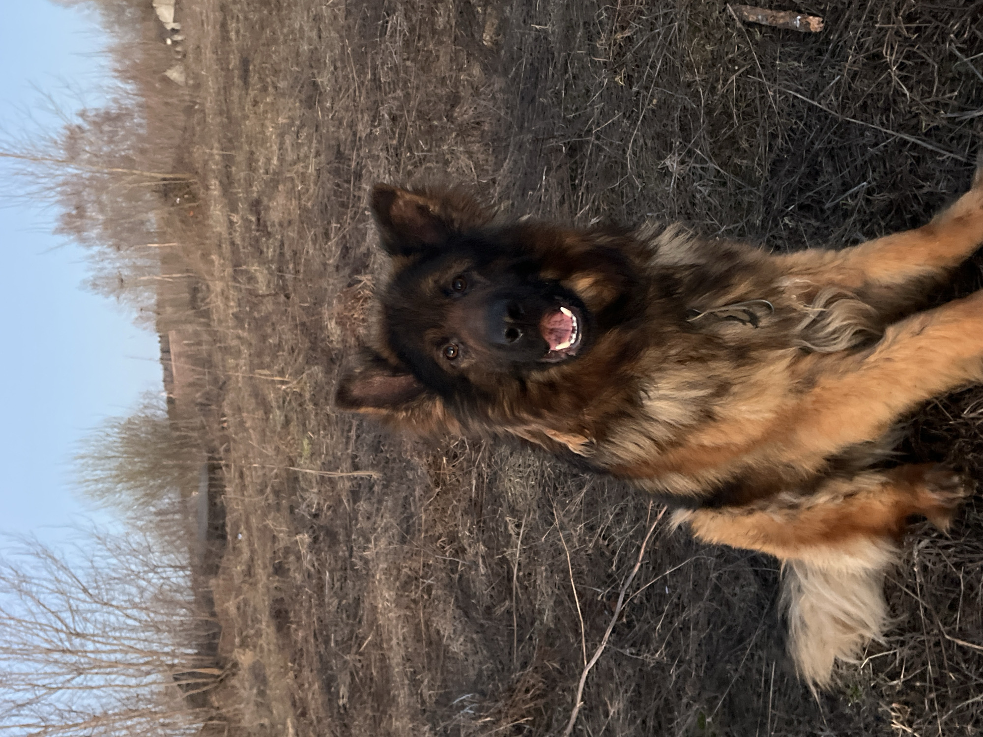 A dog is lying on its back in a field in Pavlovka, Russia. The dog appears to be a long-haired German Shepherd mix with brown and black fur. It is lying on brown grass and dirt. There are bare trees and a blue sky visible in the background.