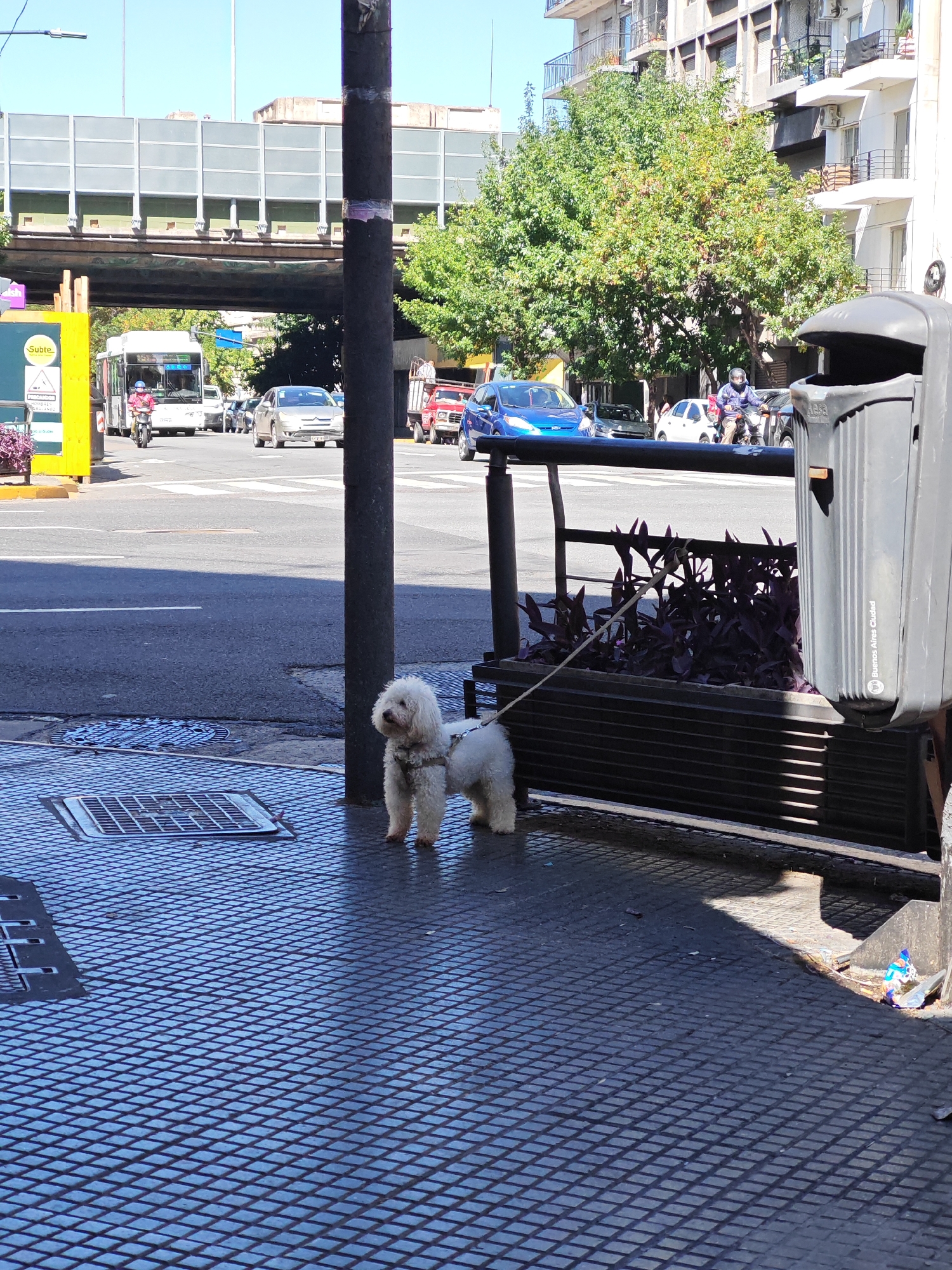 A small, white dog stands leashed to a planter on a city sidewalk. The planter is black with dark purple plants inside. A dark gray trash receptacle is to the right of the planter. The sidewalk is made of textured square pavers. A metal pole stands next to the dog. In the background, a street scene includes multiple cars, a bus, and a motorcycle. A bridge-like structure spans the street. Buildings with balconies are visible. The trash receptacle has the insignia of Buenos Aires Ciudad, placing this scene in the city of Buenos Aires, Argentina.