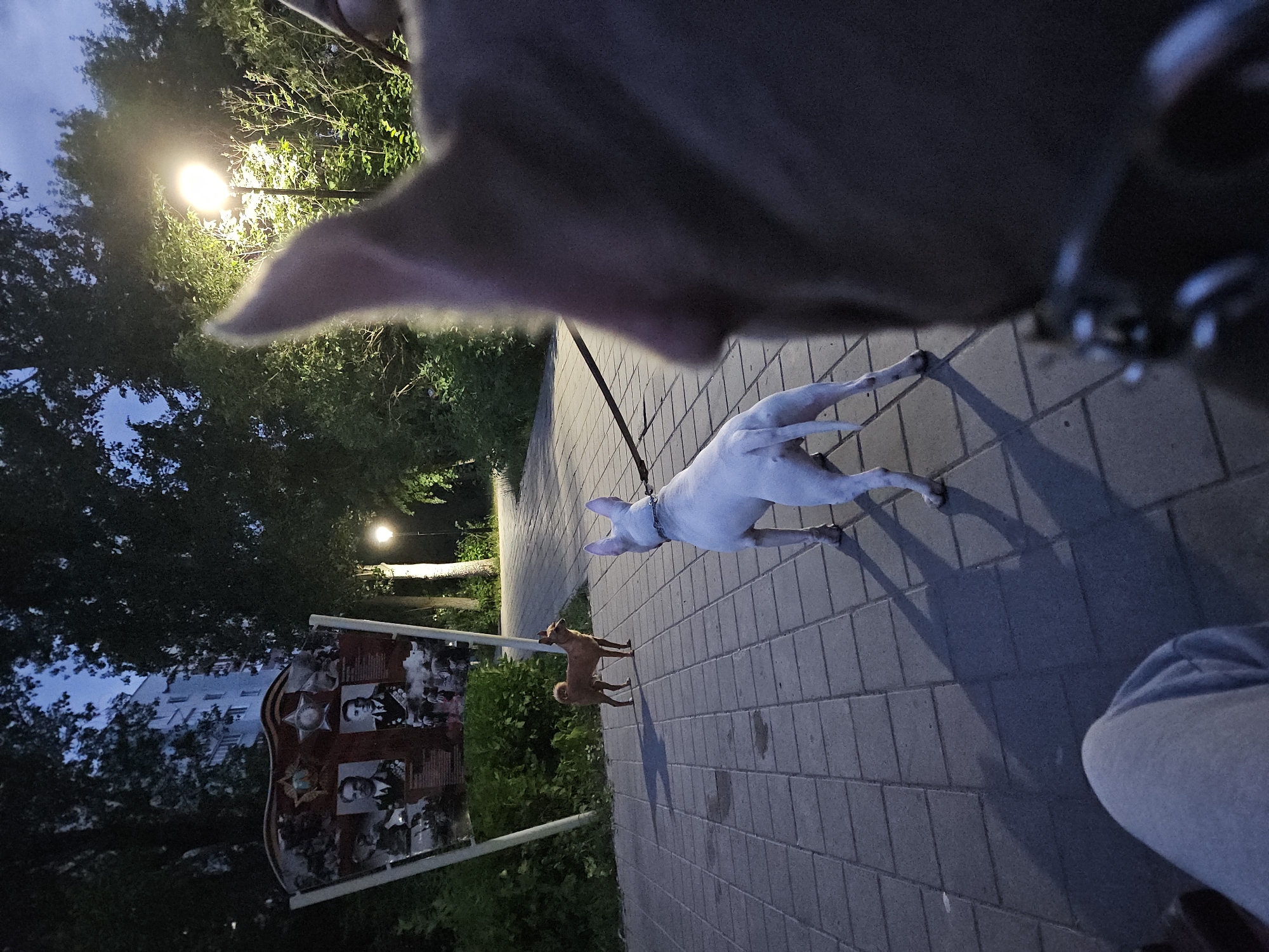 The image depicts a park pathway in Ulyanovsk, Russia, at dusk. A memorial plaque featuring portraits of men and military symbols stands to the left. Two dogs are visible on the paved path: a small brown dog facing the memorial and a white bull terrier on a leash facing away from the viewer. A person's leg, wearing gray sweatpants, is in the foreground, suggesting the photographer is seated. Streetlights illuminate the path and surrounding trees.