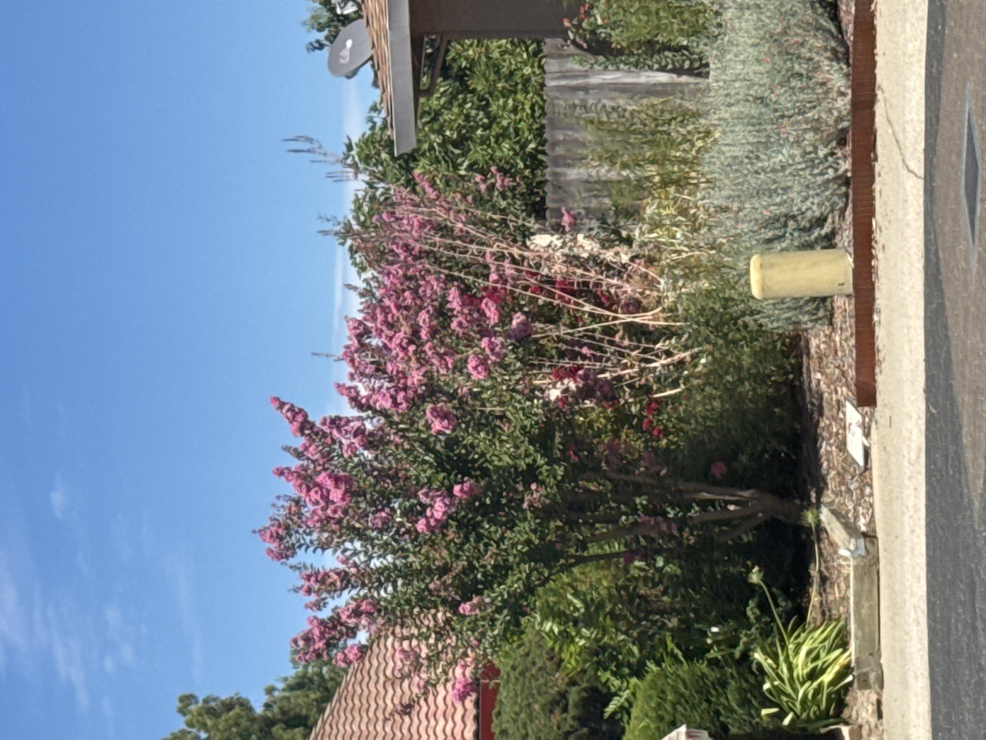 The image shows a residential backyard with lush greenery and blooming pink flowers. A mature crape myrtle tree is in full bloom, with dense clusters of pink flowers. Behind the tree, a wooden fence separates the yard from a neighboring property. A satellite dish is visible on the roof of a house on the right side of the image. The sky is clear and blue, indicating a sunny day. The scene appears to be a tranquil and well-maintained outdoor space. The specific location in Roseville, United States of America, cannot be determined from the image alone.