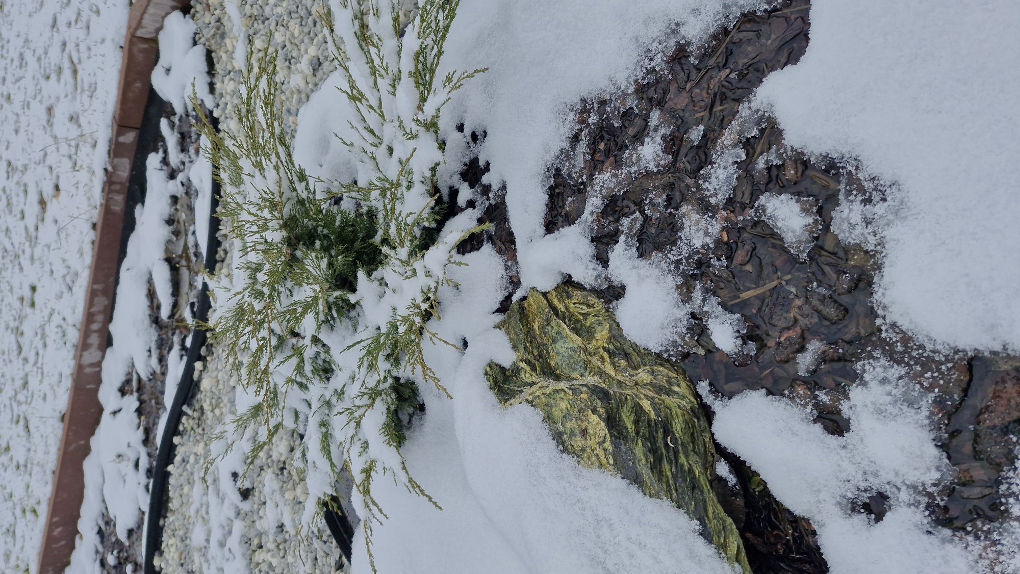 The image presents a garden scene in winter, possibly near Otchor, Russia. A small, green coniferous plant, partially covered in snow, is located on the left side of the frame. Adjacent to the plant is a rock or log with green and yellow discoloration, also partially covered in snow. To the right of the rock, the ground is covered with bark mulch and some standing water, with patches of snow interspersed. In the background, there is a border or edging made of brown material and an area covered with small, light-colored pebbles, all with varying degrees of snow cover. The scene suggests a cold, snowy environment.