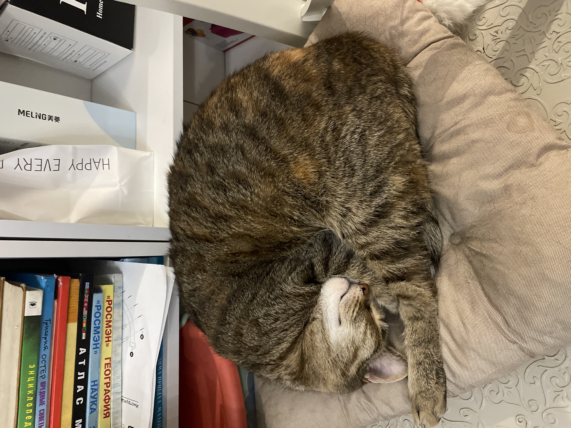 A tabby cat is curled up asleep on a tan cushion. The cushion is placed on a white shelf unit. Behind the cat, on the shelf, is a stack of books, some with Russian titles visible, such as "НАУКА" and "ГЕОГРАФИЯ". Further to the right on the shelf are some white paper bags and boxes, including one with the words "HAPPY EVERY D" printed vertically in black. The image does not provide any information about its location in Almaty, Kazakhstan.