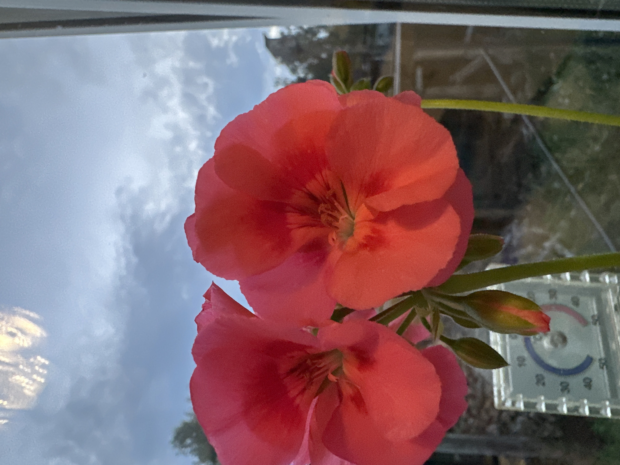 A close-up, low-angle shot captures two vibrant pink geranium flowers in bloom, positioned in the foreground. The flowers, with their delicate petals and visible stamens, are set against a backdrop of a cloudy sky with a bright, reflective light source at the top. To the left and slightly behind the flowers, a glass thermometer is visible, displaying readings between 0 and 50. The lower part of the scene includes out-of-focus foliage and what appears to be a wooden fence or structure. The right edge of the image is framed by a white vertical element, suggesting a window frame.