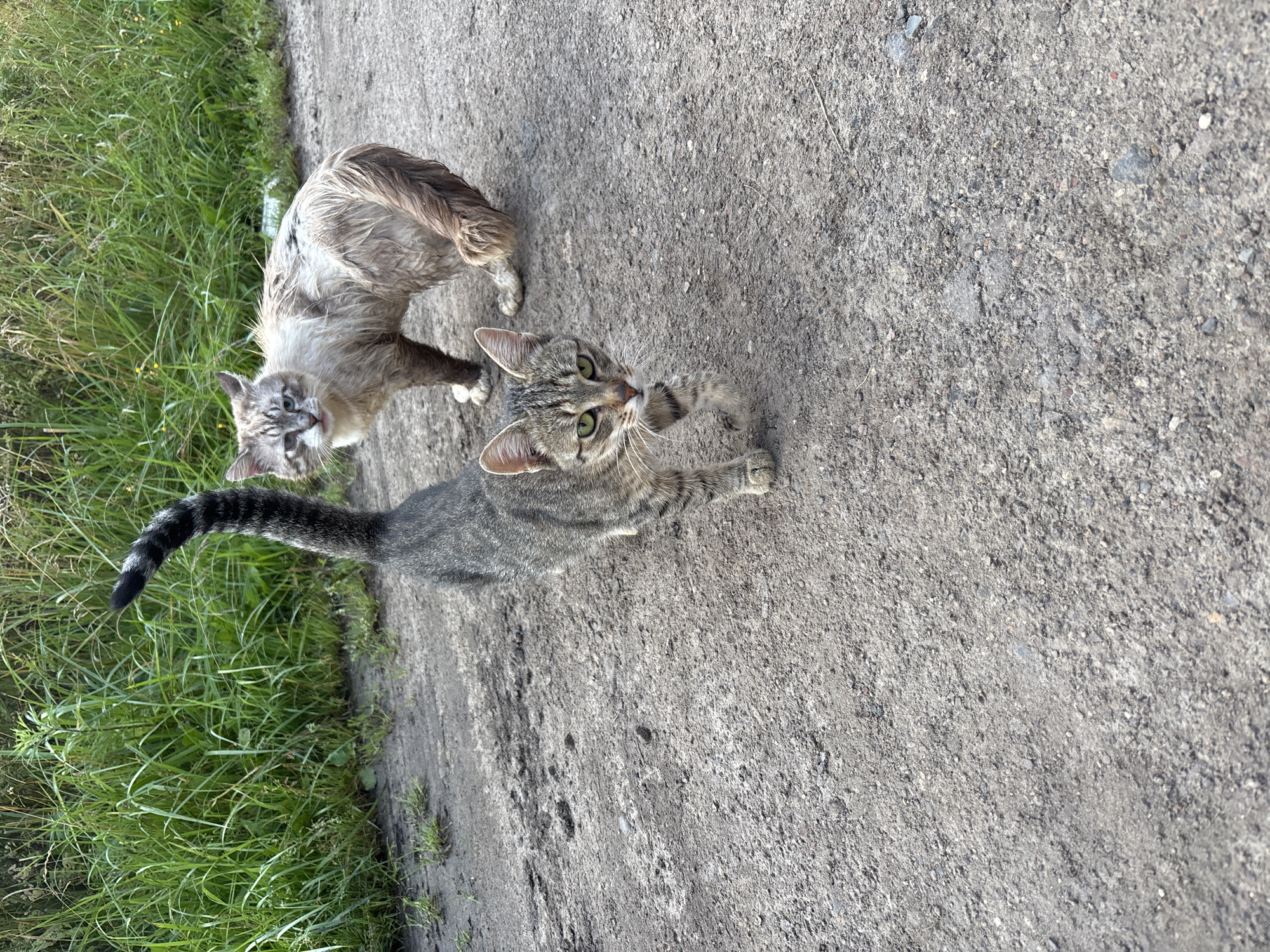 Two cats are on a dirt road. The cat in the foreground is a tabby with green eyes and is walking towards the camera. The cat in the background is larger, with light-colored fur that appears wet and matted, and it is looking at the camera. Behind the cats, there is tall green grass. The location is identified as the village of Semibratovo, Russia.