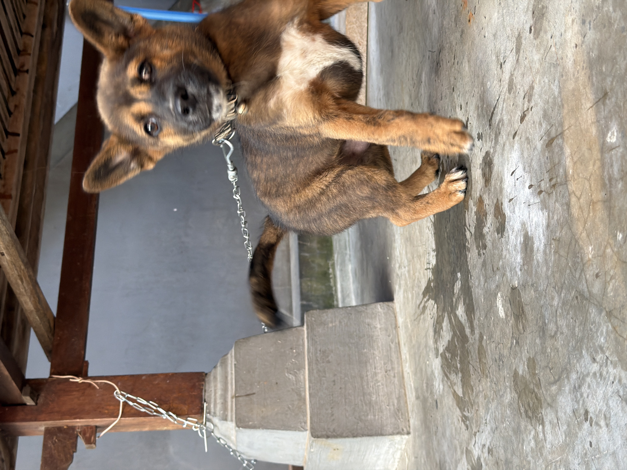 A brindle-colored dog with a white chest marking stands on a wet concrete floor. The dog is tethered to a metal chain attached to a wooden post. The post is part of a wooden structure with a thatched roof. In the background, a grey wall is visible. The scene appears to be an outdoor area, possibly a yard or patio, in North Kuta, Indonesia. The ground is wet, with several dark patches and streaks, indicating recent rain or spillage. The dog is looking towards the viewer with its ears perked up.