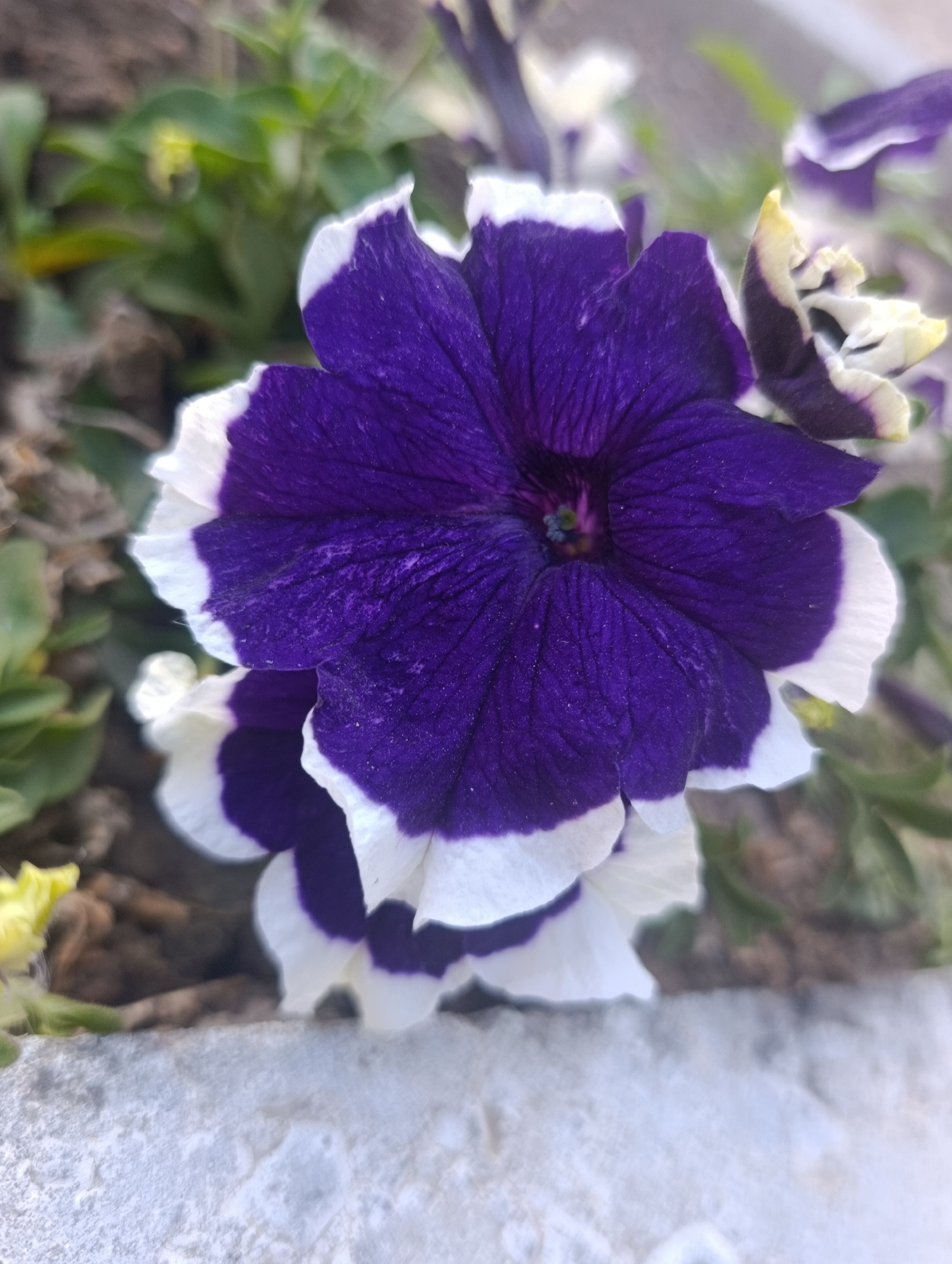 A close-up, slightly angled, macro photograph captures a vibrant purple and white petunia flower in bloom. The flower's petals are a deep purple, transitioning to crisp white edges. Fine veins are visible on the purple petals. The flower is the central and most in-focus subject. In the background, out-of-focus green foliage and brown soil are visible, suggesting a garden or natural setting. The foreground features a blurred, textured, light-colored surface, possibly a concrete planter or stone. The lighting appears natural, casting soft shadows. The image does not depict any people or specific landmarks that would indicate its location within the city of Kochkor, Kyrgyzstan.