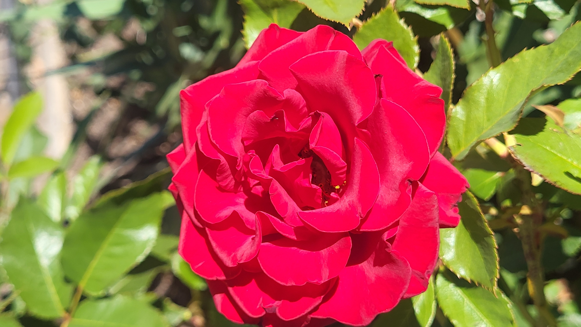 A vibrant red rose is in full bloom, its petals unfurling in intricate layers. The rose is surrounded by lush green leaves, some of which are illuminated by sunlight, creating a dappled effect. The background is softly blurred, suggesting an outdoor setting with a hint of earth and possibly other foliage. There are no people or specific landmarks visible to indicate a location within Smila, Ukraine.