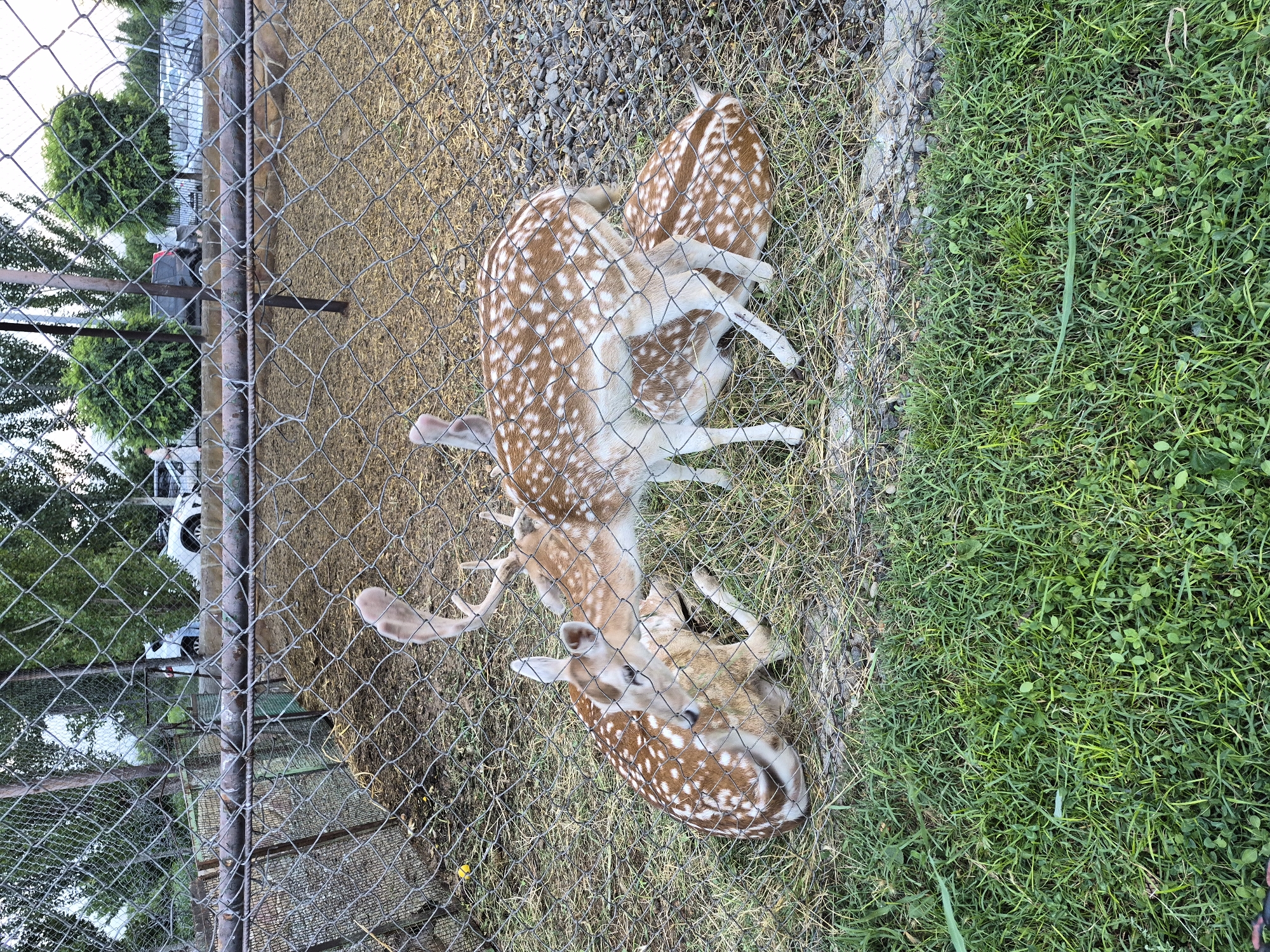 In Mrgavet, Armenia, within a fenced enclosure, three fallow deer are visible. One deer, a male with visible antlers, stands partially obscured by the fence, interacting with another deer. This second deer is lying down inside the enclosure, its head touching the nose of the standing male. A third fallow deer, a fawn, is also lying down and appears to be nestled against the second deer. The ground within the enclosure is a mixture of dry hay and scattered stones, with patches of grass. Outside the enclosure, in the background, are trees, a fence, and parked cars. The foreground consists of lush green grass.