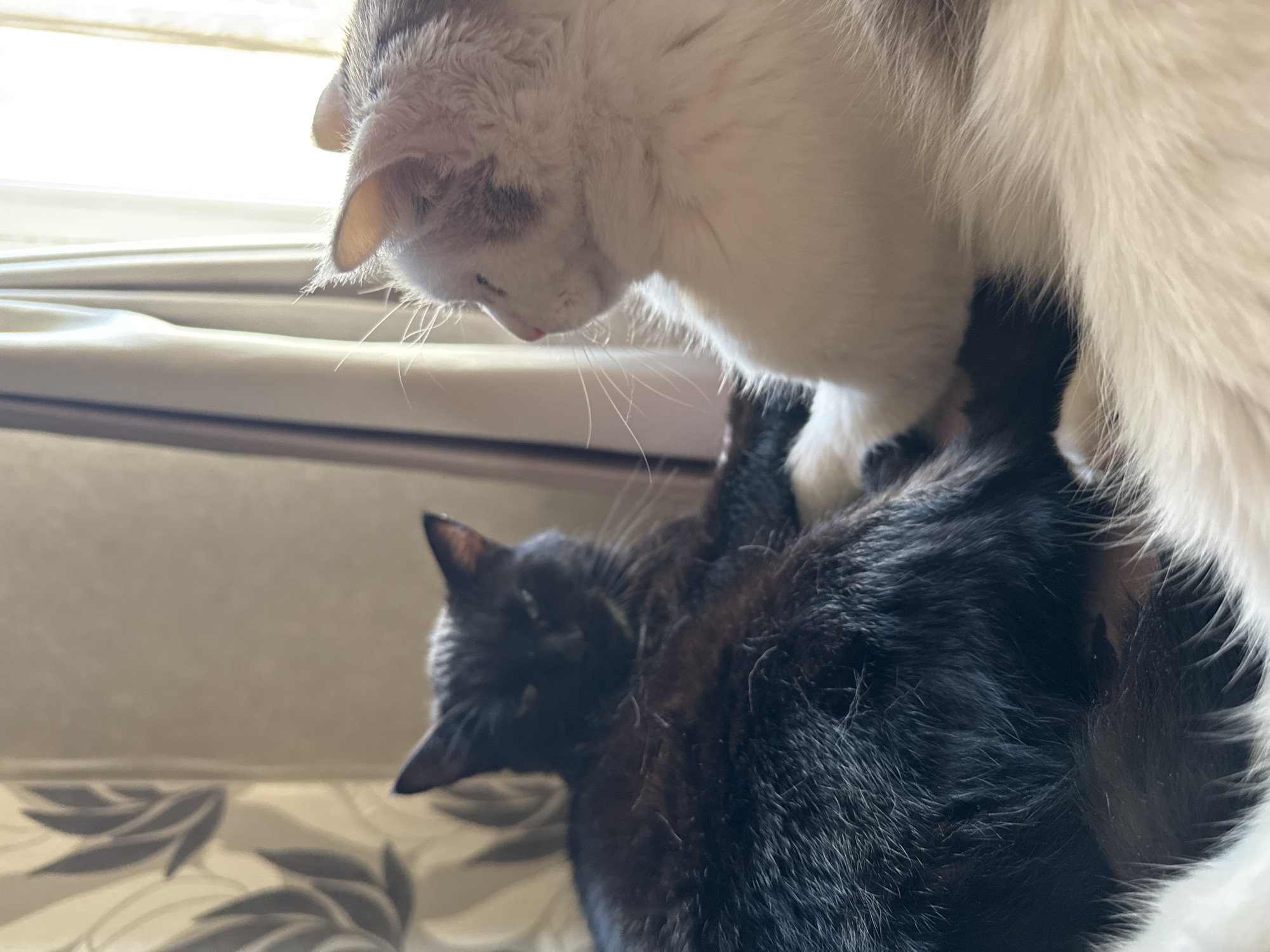 The image shows two cats interacting indoors. A black cat is resting, its body filling the left side of the frame. Its head is turned to the right, with its eyes partially closed and looking towards the other cat. The black cat's fur appears somewhat coarse, with hints of grey or white. Its paws are visible, one extended towards the other cat.
Beside the black cat, on the right side of the frame, is a white cat with grey markings. This cat is facing left, looking at the black cat. Its head is tilted slightly, and its eyes are open. The white cat's fur is fluffy and soft. One of its paws is resting on the black cat's body.
The background consists of soft, neutral-colored curtains and a window, suggesting an indoor setting. The lighting is soft and diffused, possibly from natural light filtering through the curtains. There are no discernible landmarks or features that would place this image specifically within Bishkek City, Kyrgyzstan. The scene is intimate and peaceful, capturing a moment of quiet companionship between the two felines.
