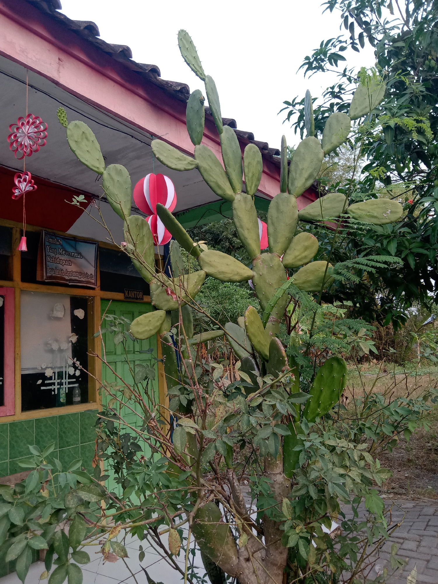 A prickly pear cactus, along with other leafy plants and branches, stands in the foreground of an outdoor scene. Behind the plants, a building with a pink roof and green tiled walls is visible, featuring a window with a yellow frame. Decorative paper lanterns, red and white, are hanging from the building's overhang. A sign reading "KANTOR" (office) is affixed to the building to the right of the window. The ground consists of light-colored tiles and a brick pathway. The environment suggests a residential or institutional setting in a tropical climate, possibly within the city of Sugihwaras, Indonesia, given the presence of lush vegetation and the architectural style. There are no people or animals visible in the image.