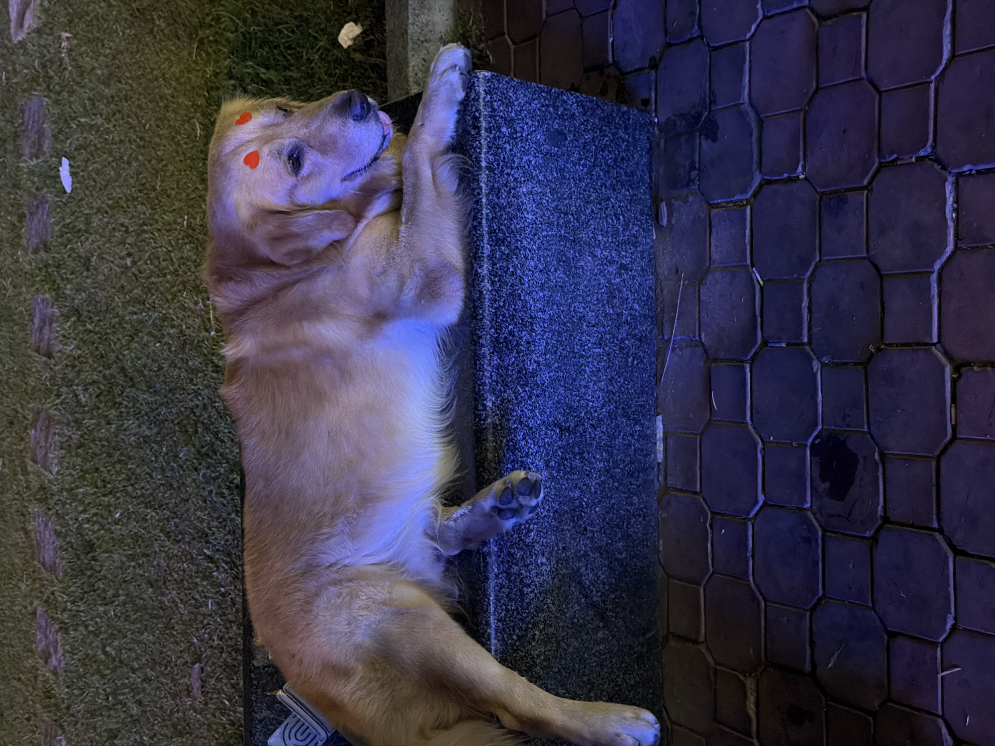 An overhead, slightly rotated shot captures a golden retriever dog resting outdoors at night in Thủ Đức, Vietnam. The dog is lying on its back/side, with its head turned towards the right and resting on a dark grey, speckled stone bench. Its front paws are raised, one draped over the bench, while the other is near its head. Its tongue is subtly extended from its mouth, suggesting a relaxed or slightly playful demeanor. Two small, bright red heart-shaped stickers are visible on the dog's forehead.
The scene is illuminated by artificial light, casting a pronounced blueish hue over the dog's fur, the stone bench, and the surrounding ground. To the left of the dog is artificial green grass, appearing somewhat textured with scattered debris. To the right of the stone bench, the ground is covered with dark, octagonal paving tiles. A small white tag or object with a dark blue or black "W" or "U" shaped logo can be seen partially beneath the dog's left hind leg.