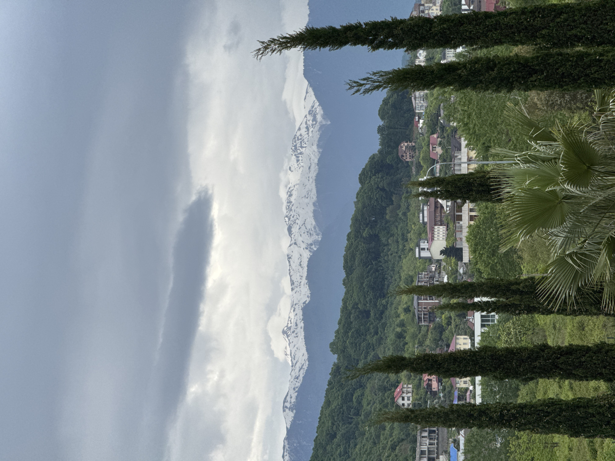 The image shows a mountain range with snow-covered peaks partially obscured by clouds. In the foreground, tall, thin trees line the right side of the image. Buildings are visible nestled among green trees and vegetation on a hillside. A palm tree is also visible. The location is likely Sochi, Russia, given the combination of mountains, vegetation, and architecture.